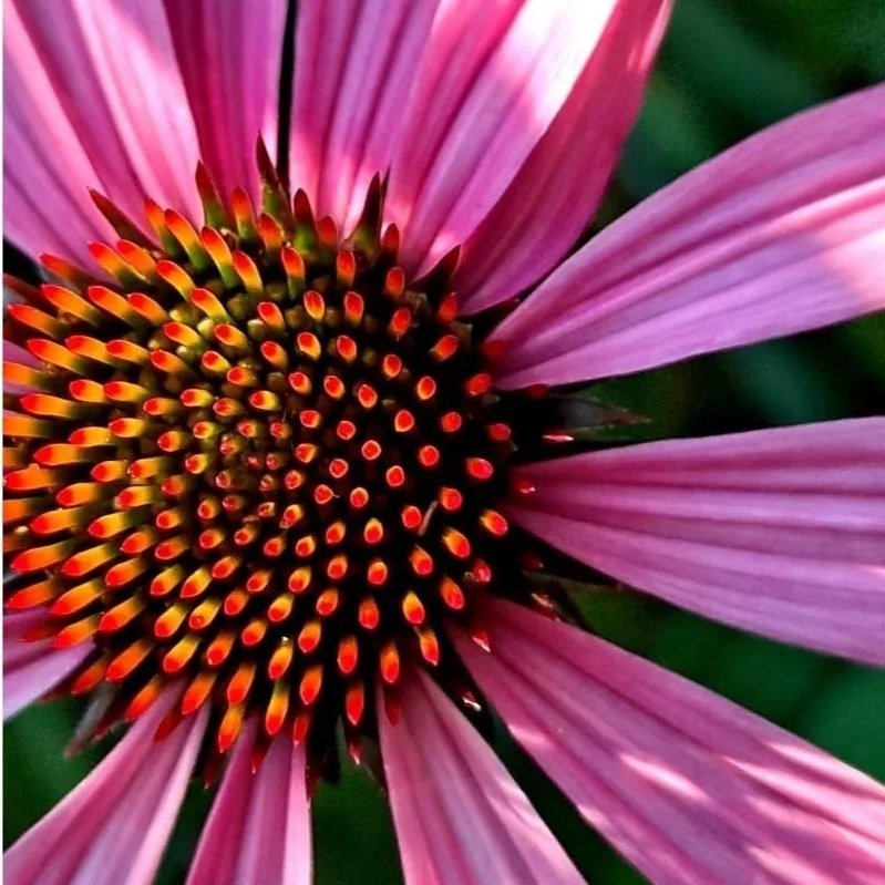 %25231%2BConrad%2BFlower%2B%252B%2BBorder.jpg