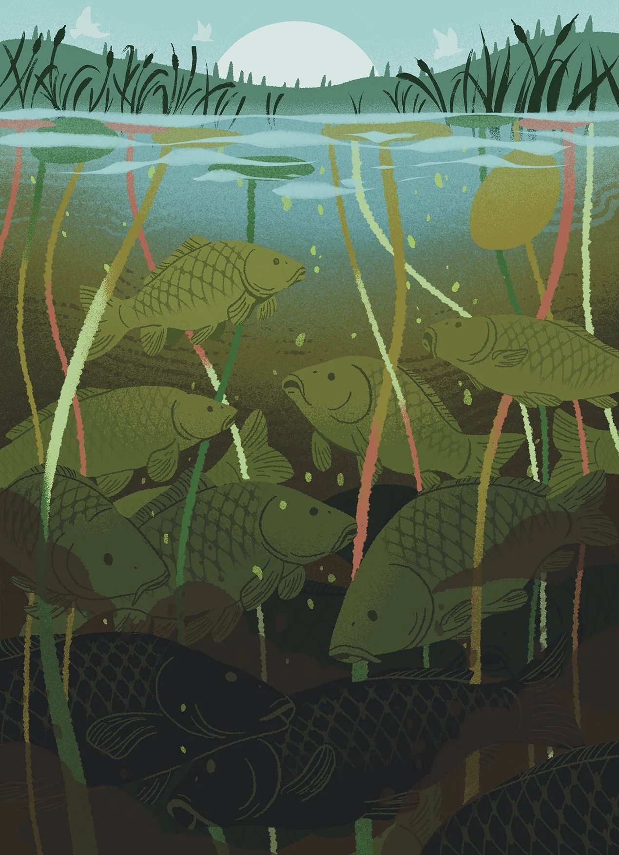 illustration of carps in a pond