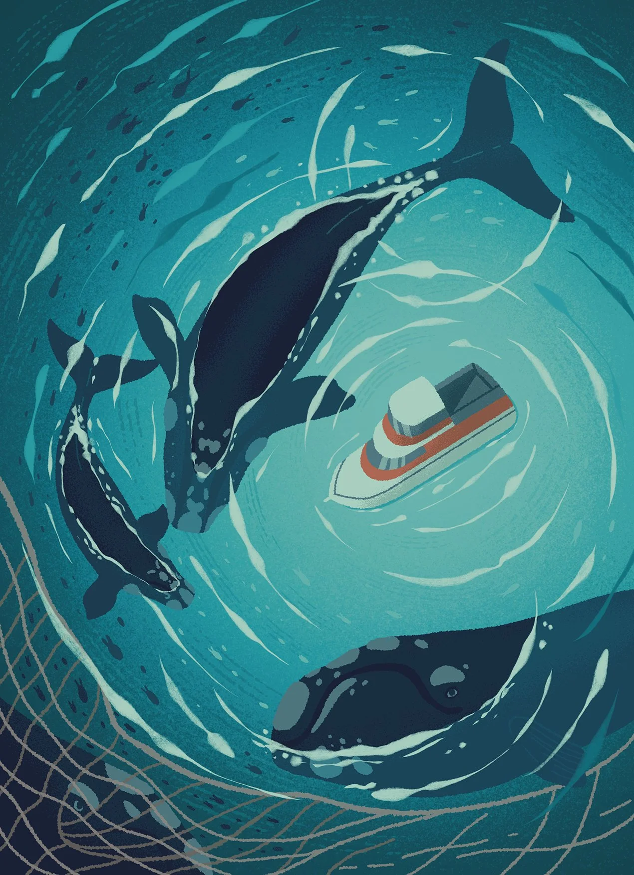 illustration of whales from above swimming in the sea