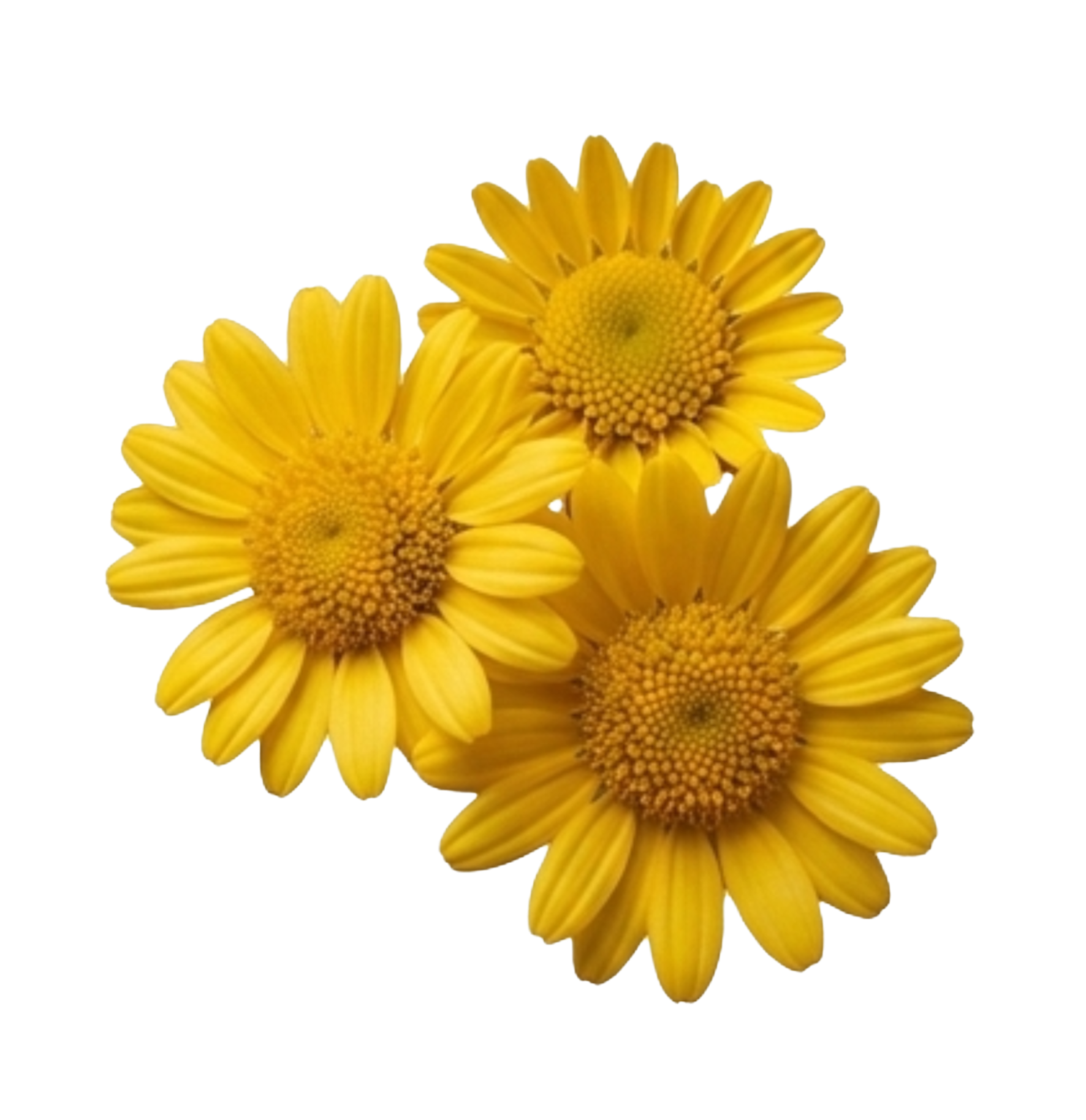 Three yellow daisies with yellow centers overlapping each other on a white background.