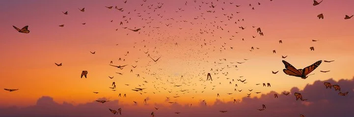 The Butterfly Effect