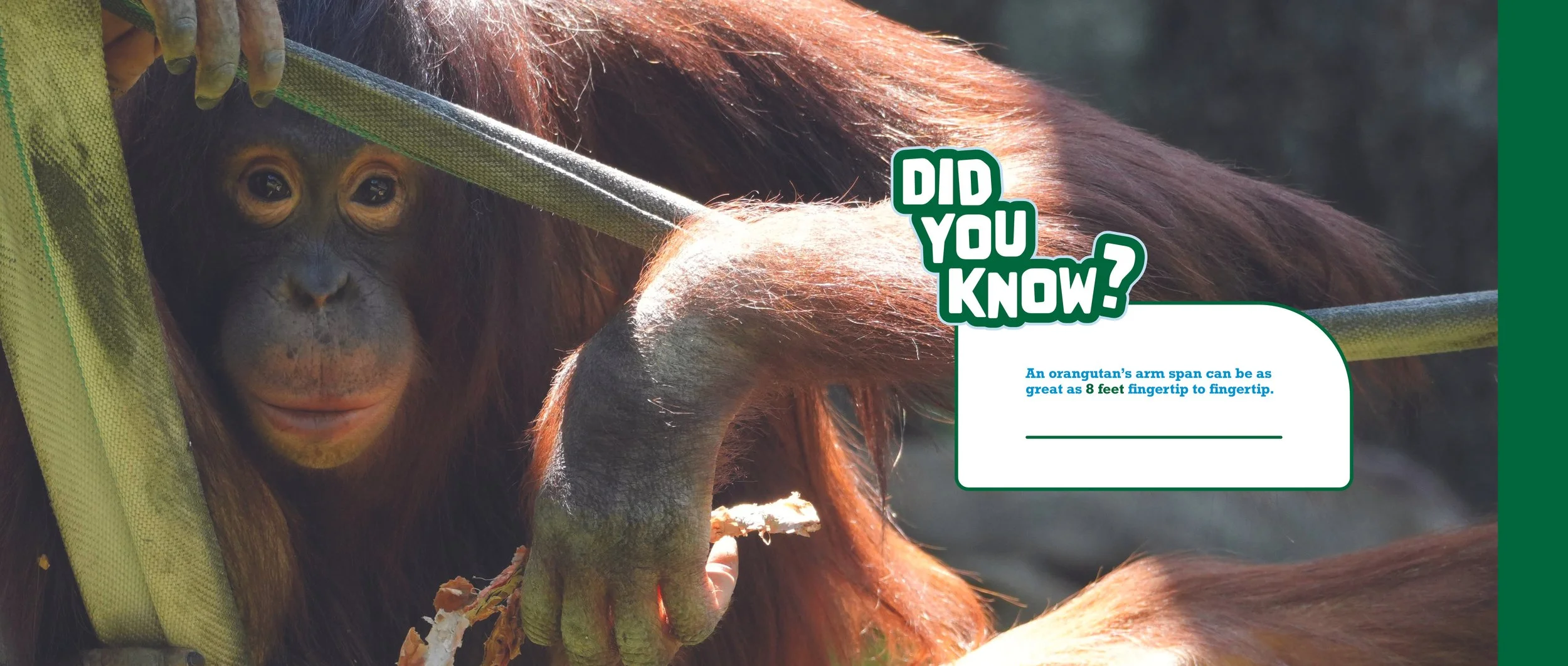 Orangutan Page_1.jpg