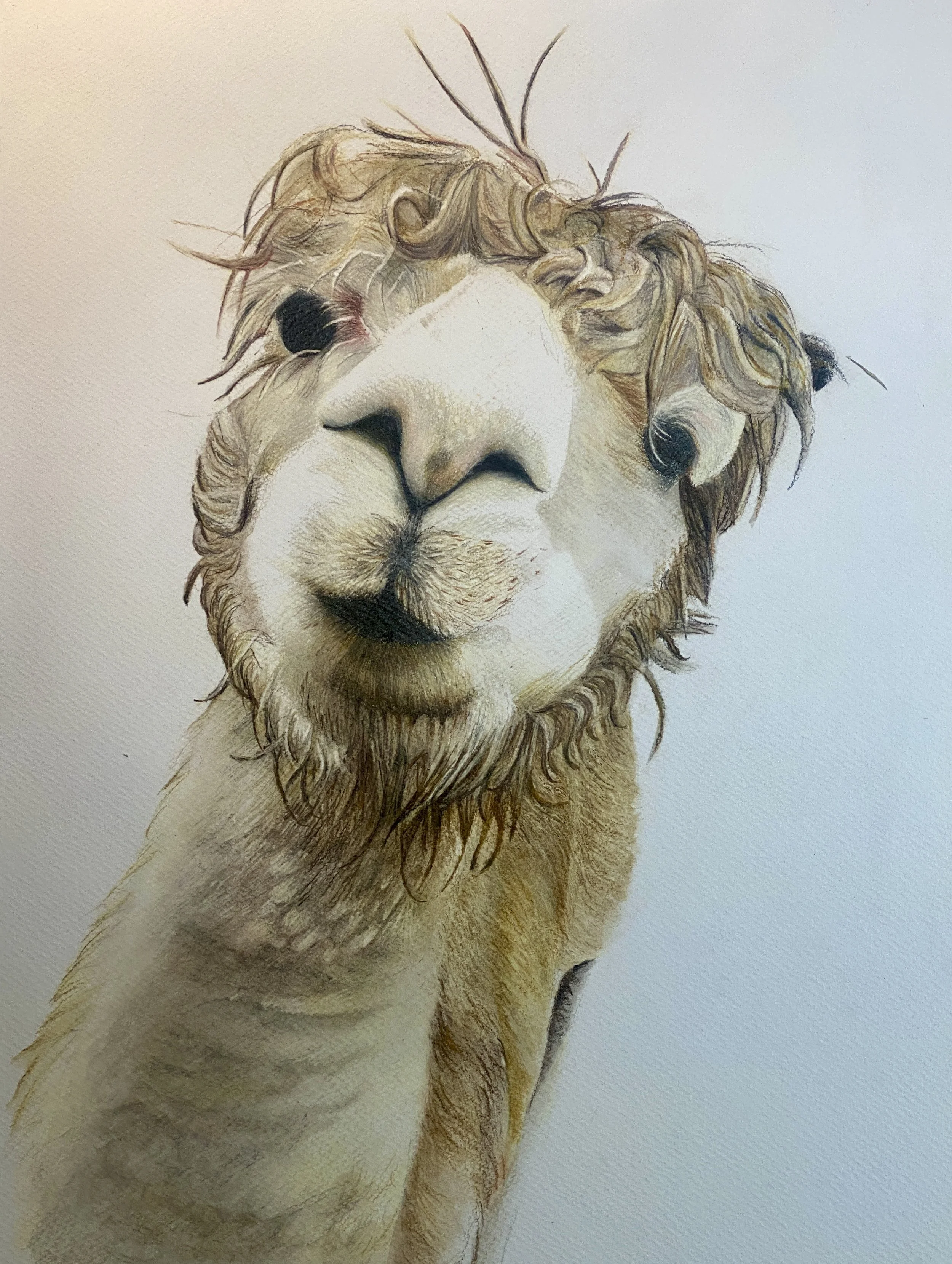 Toffee says Hello - White Frame Included