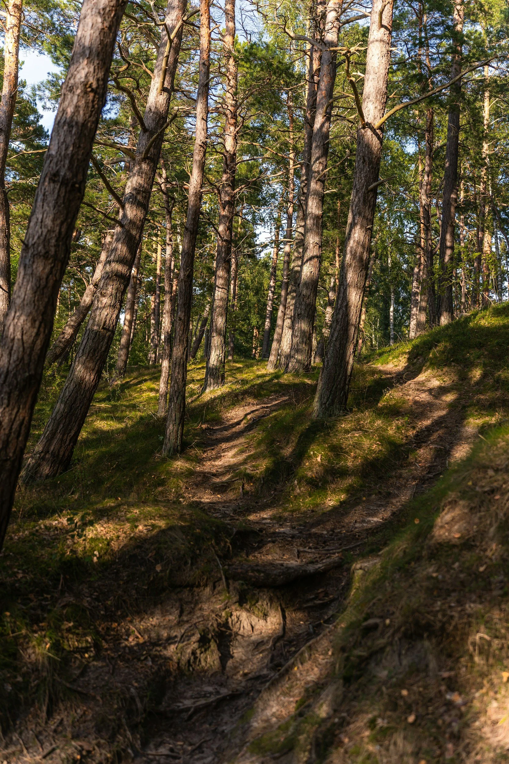 A forest scene with tall pine trees, green foliage, and a dirt trail on a hillside.