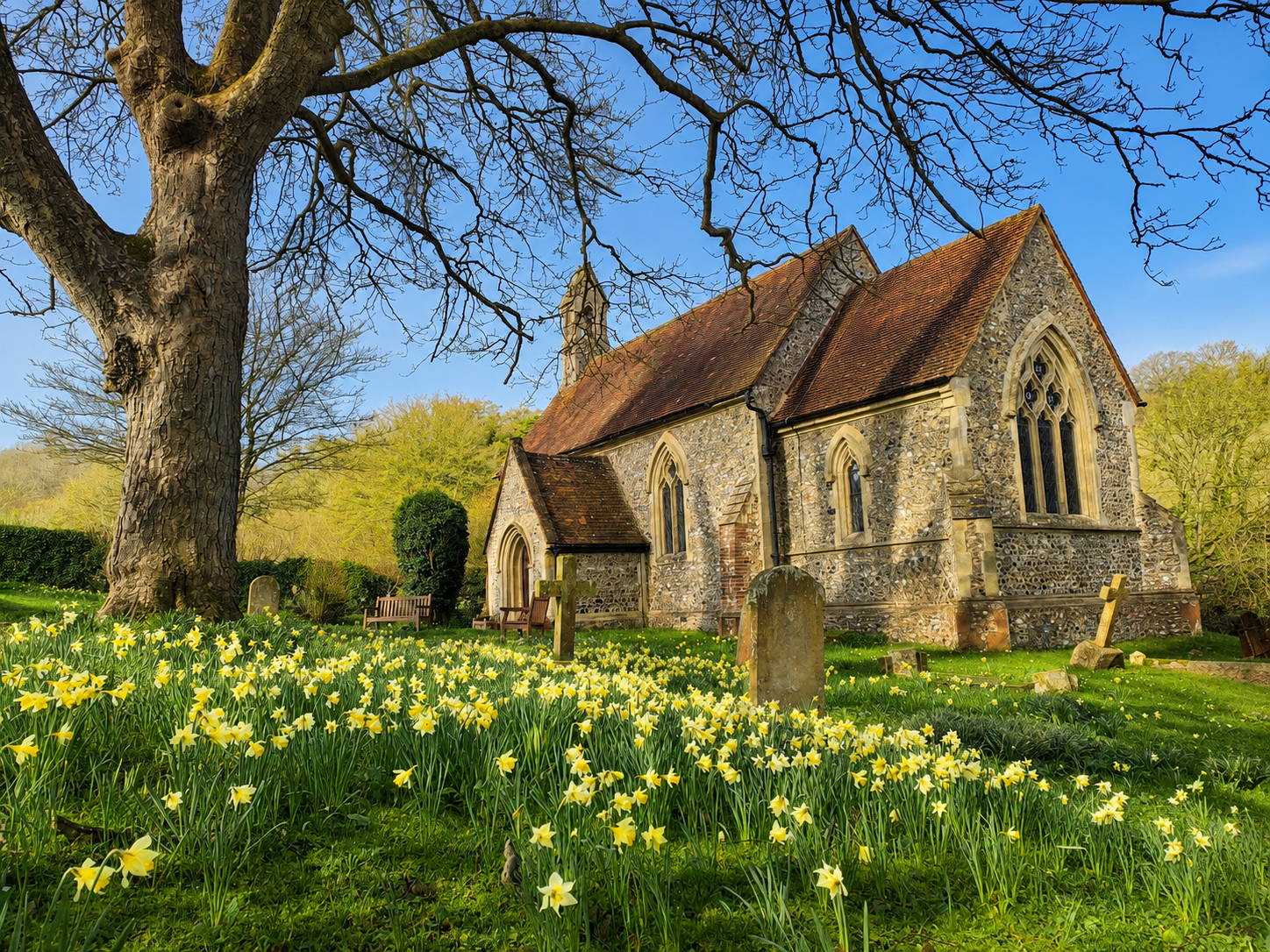 A stone church surrounded by yellow daffodils, large leafless tree, benches, and a grassy area with scattered gravestones, under a blue sky with some clouds.