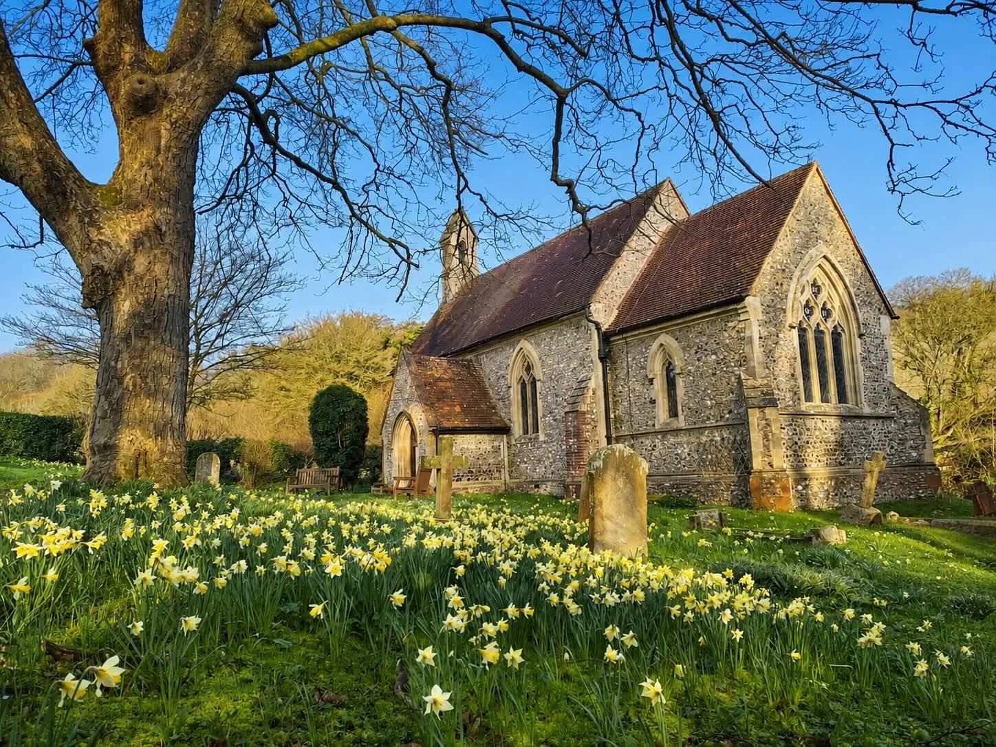 A stone church surrounded by a field of yellow and white daffodils, with a large tree and a green hedge in the background on a sunny day.