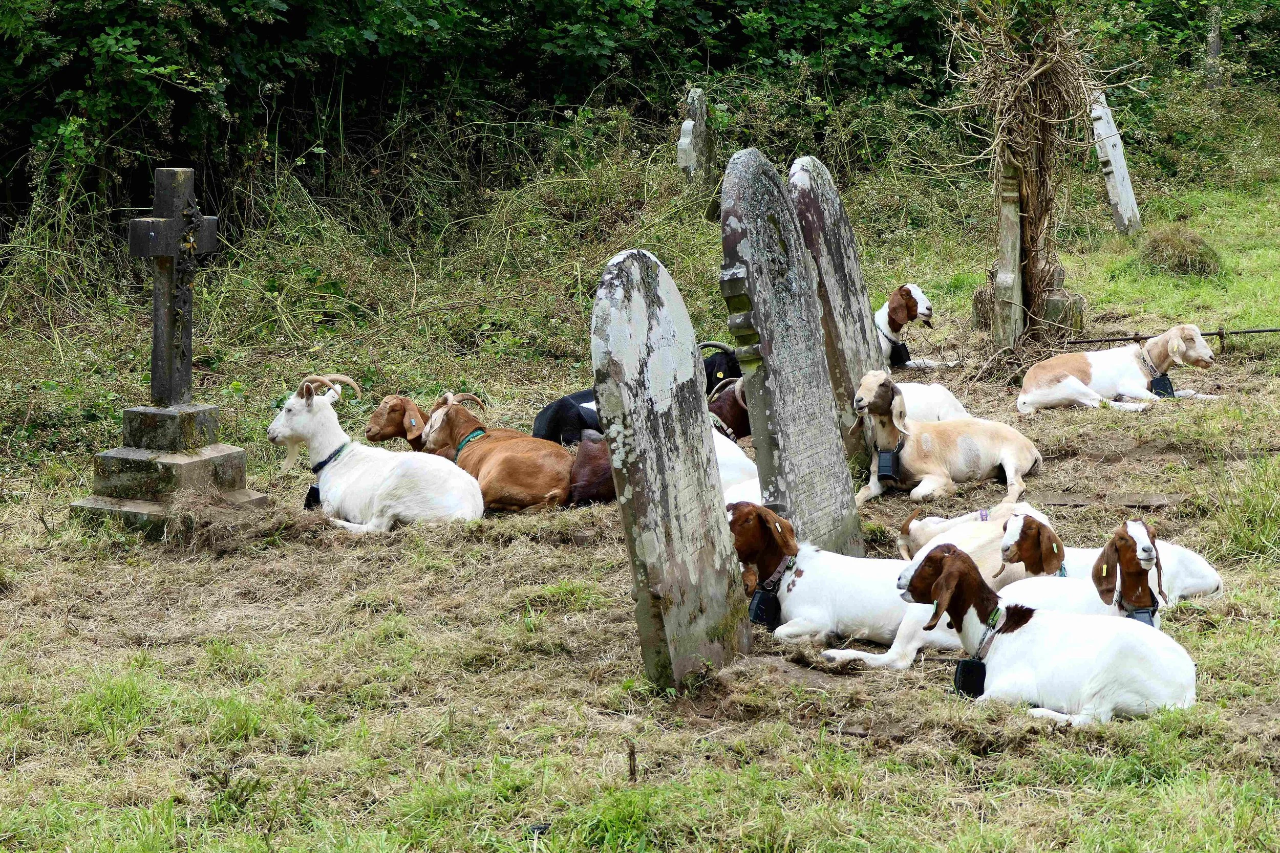 A group of goats resting on the ground next to old, weathered tombstones in a grassy, wooded area.