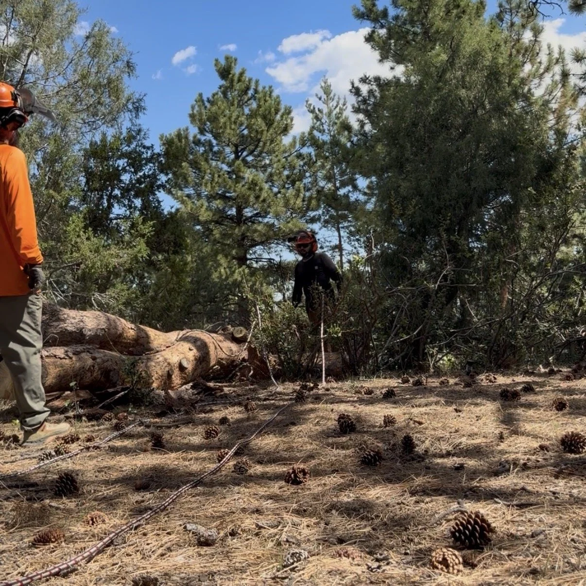 🌳 Tree Removal