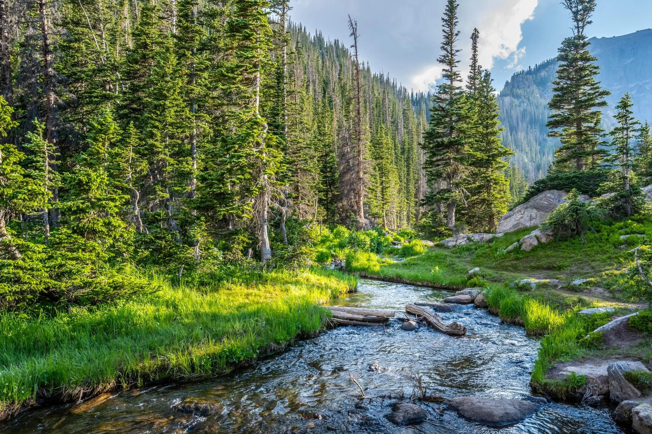 A scenic view of a forested mountain landscape with a small stream flowing through green grass in the foreground, tall pine trees, and mountains with partly cloudy sky in the background.