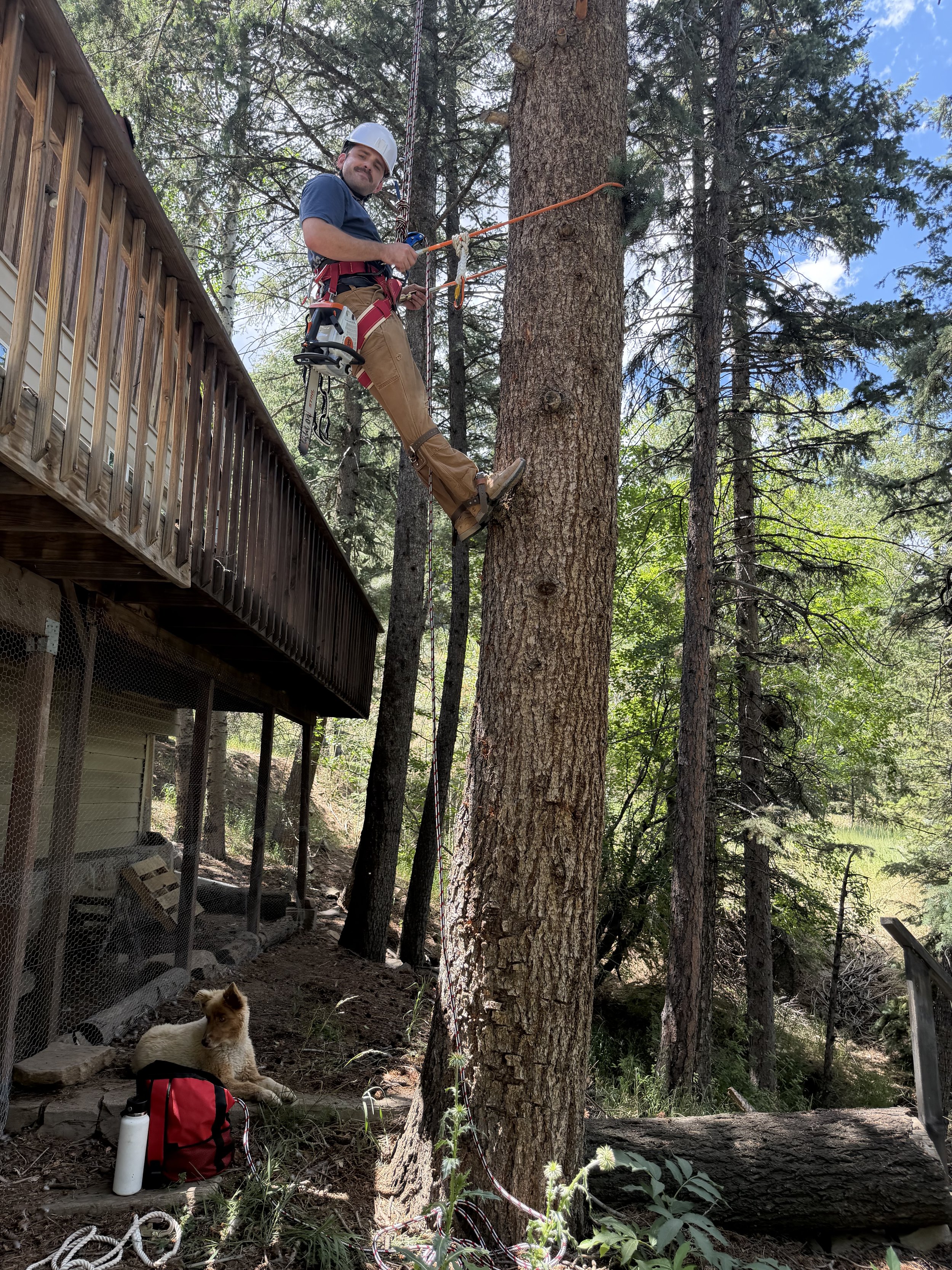 ✂️ Tree Trimming & Pruning