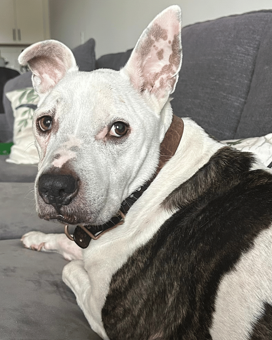 Light-colored dog lying on a couch in a home setting, representing the approachable, real-life environment behind a personal training and nutrition coaching business.