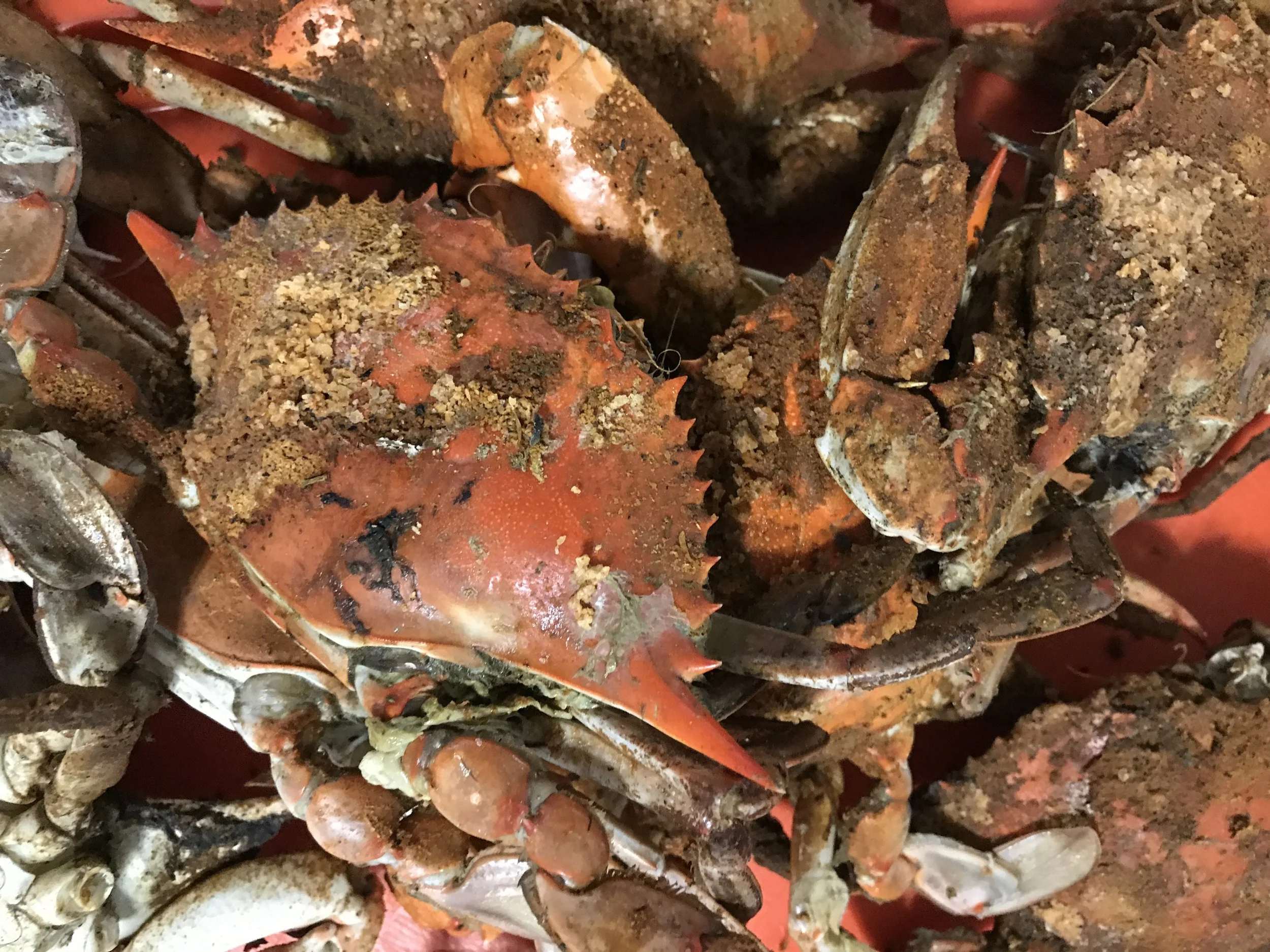 Close-up of cooked lobster shells with seasoning and dirt, piled together on a red surface.