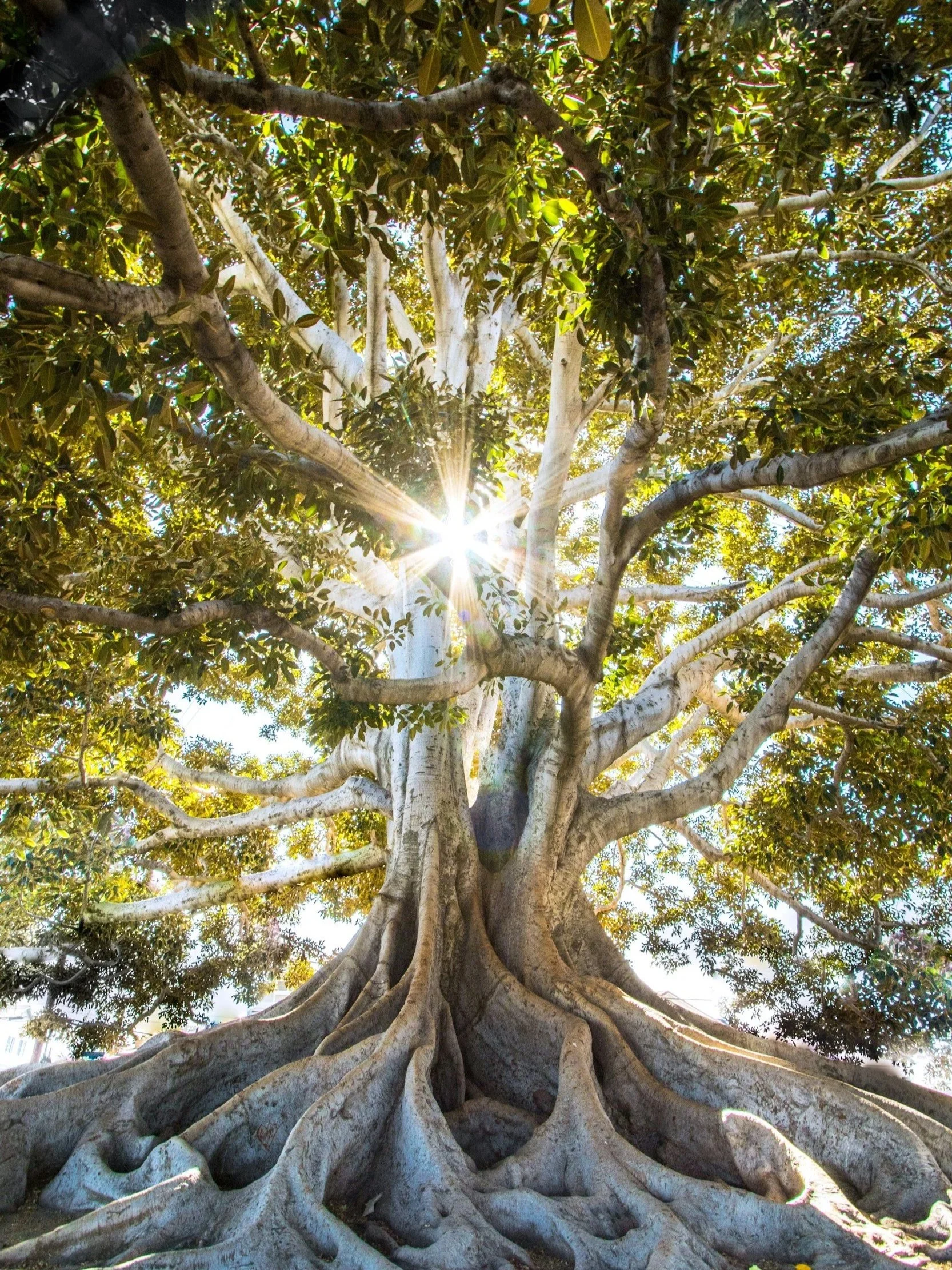 Ancient tree symbolising grounding, resilience, growth, and connection with nature.