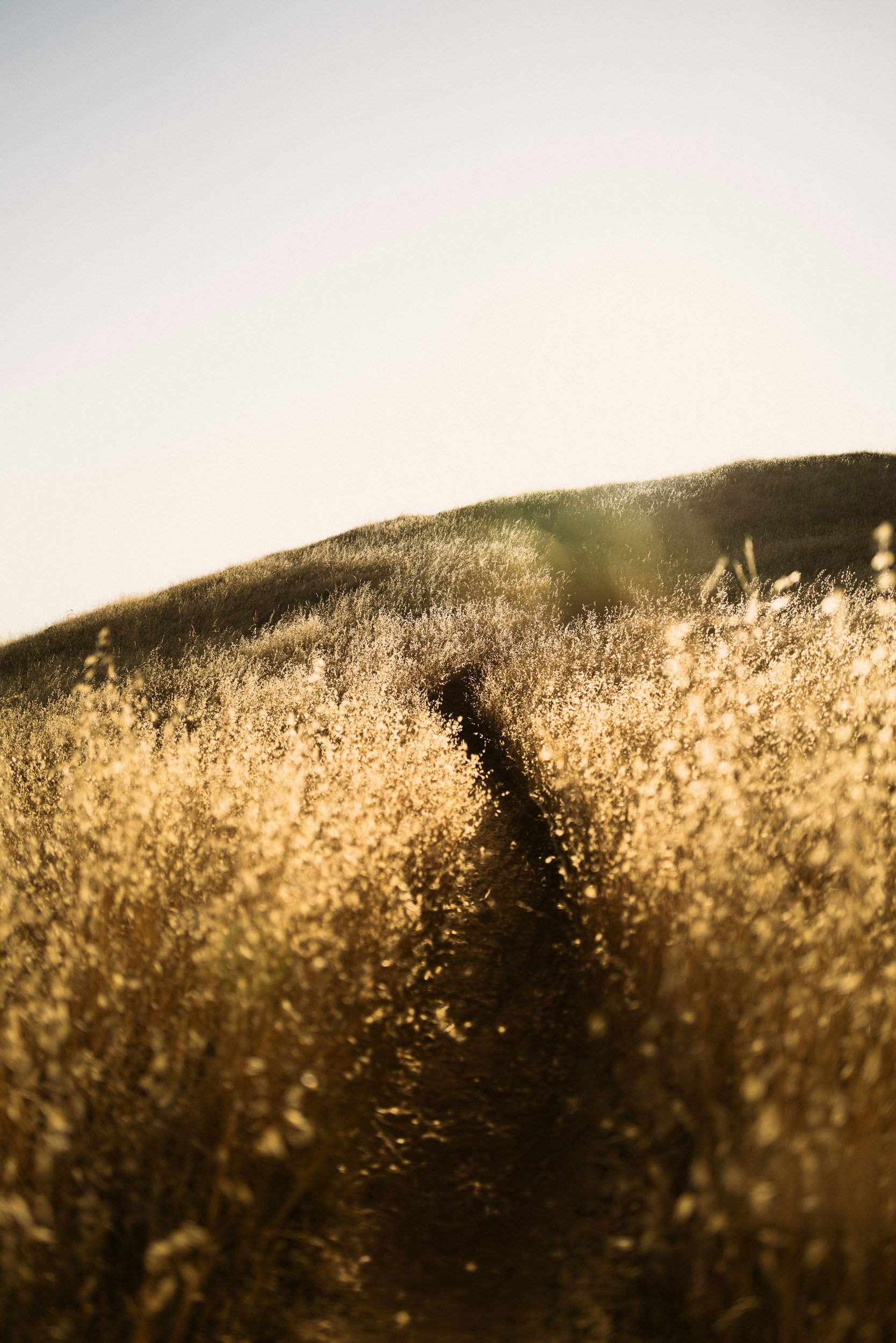 Sunlit path through nature, symbolising the Auric Path of self-discovery and personal growth by Emanuela Hauth.