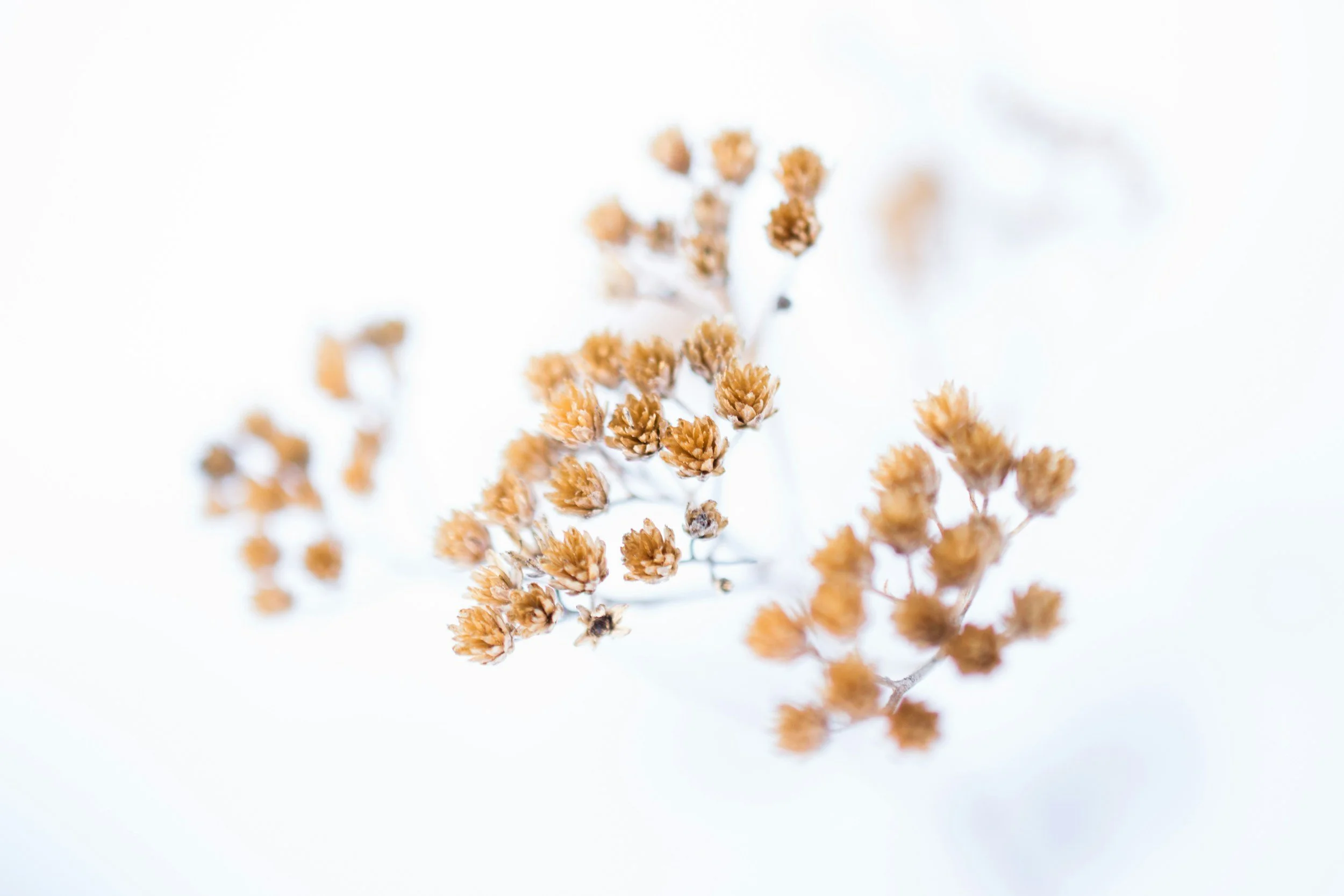 Close-up of dried flowers in beige and brown colors against a white background.