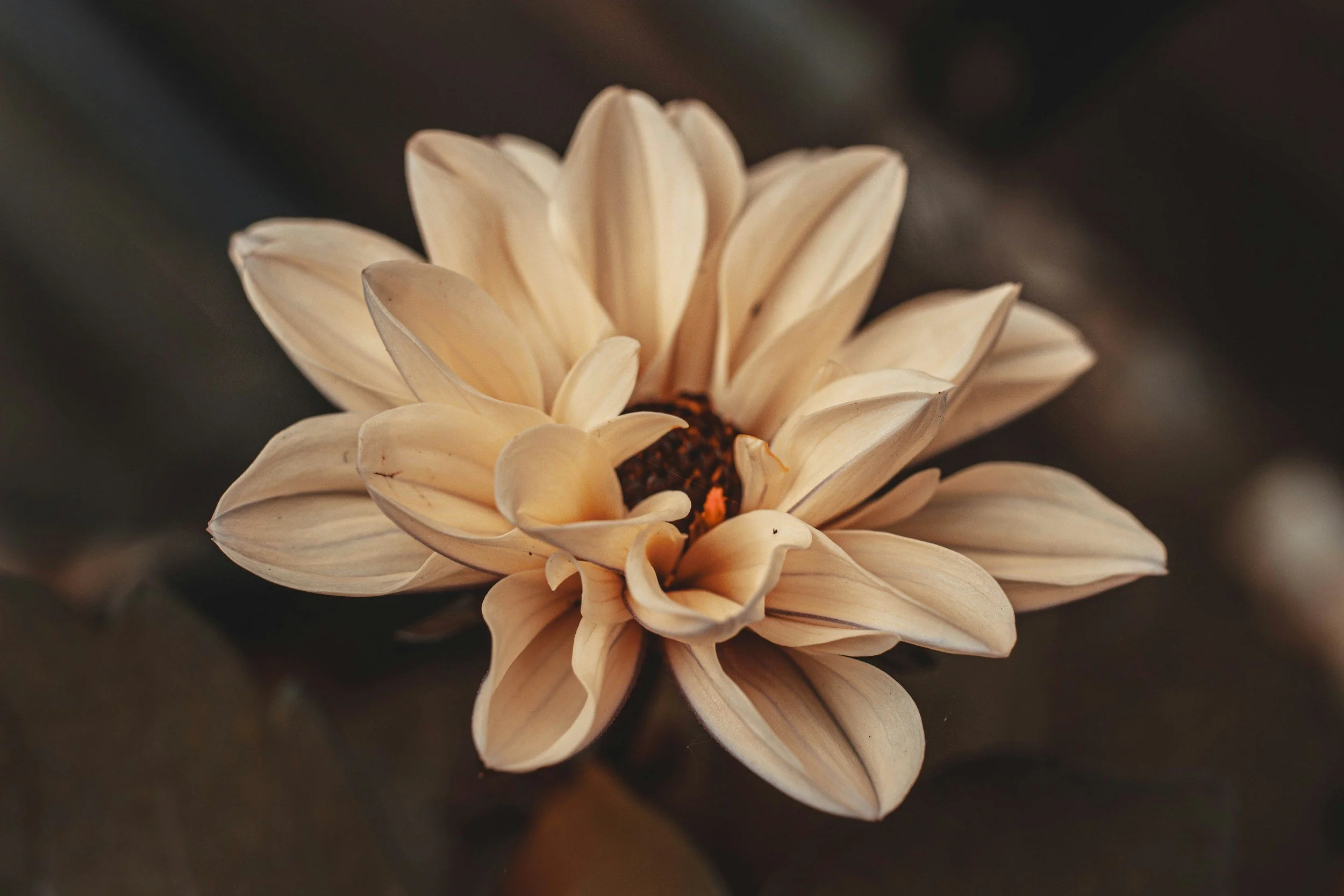 Close-up of a beige flower with elongated petals, dark center, and soft background.