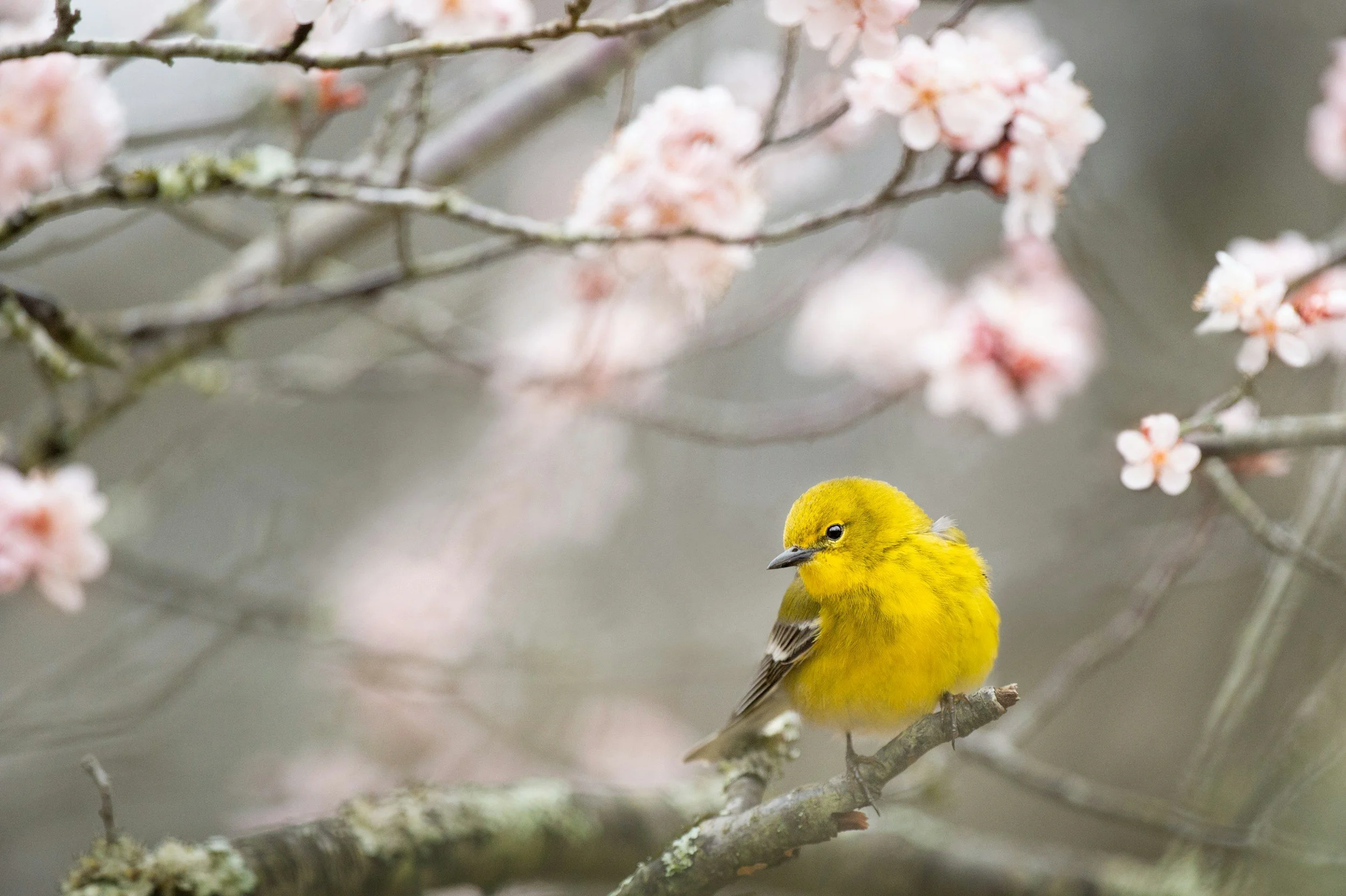 Yellow bird among blossoming branches, symbolising voice, expression, and new beginnings in The Kanta Series.