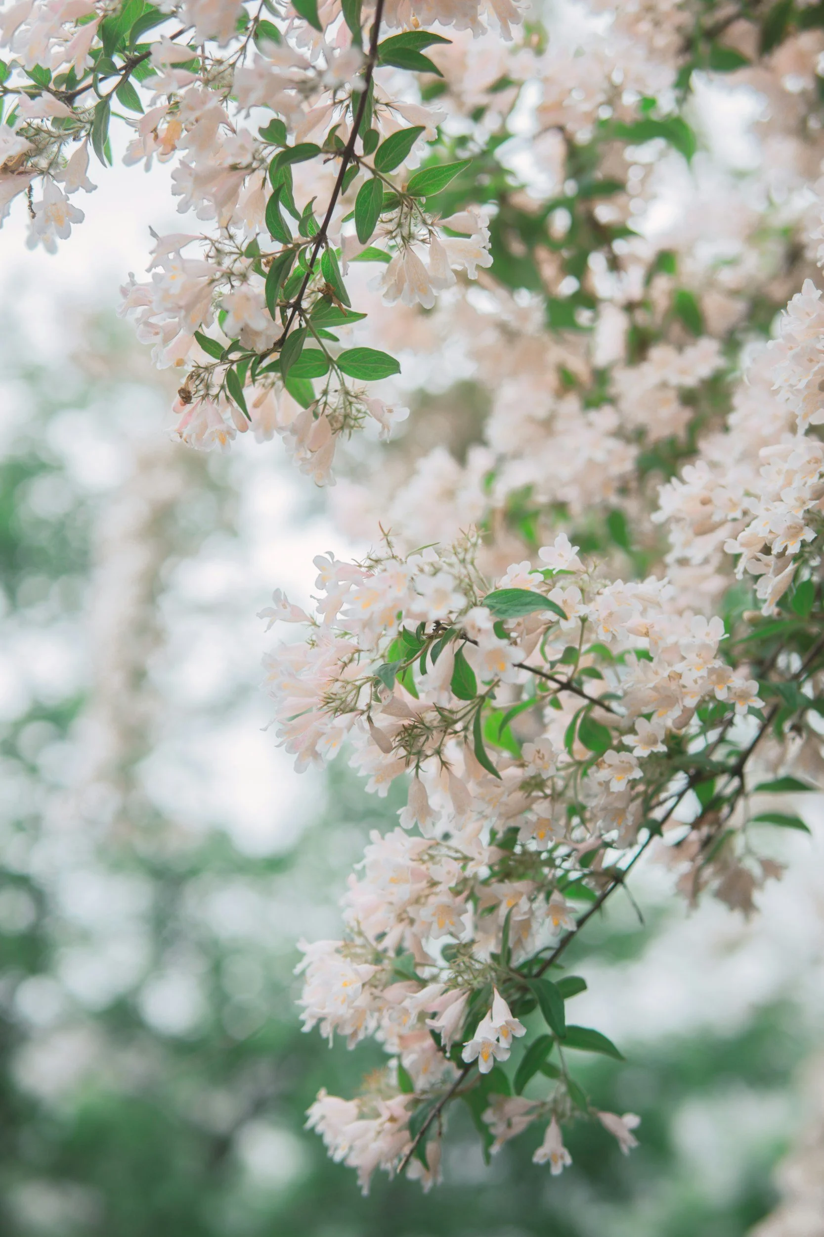 Flowering tree branch in soft natural light, symbolising growth, renewal, and new beginnings.