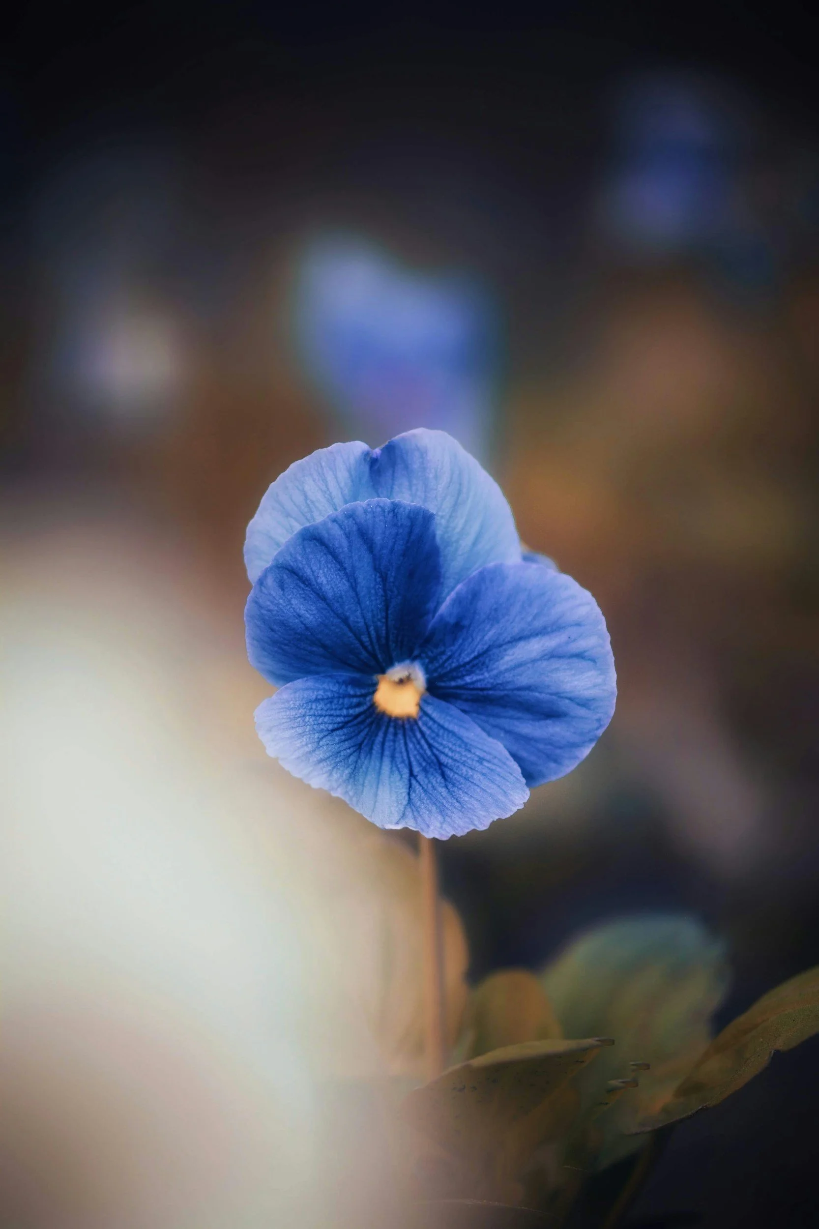 Delicate blue flower representing inner peace, awareness, and personal transformation.