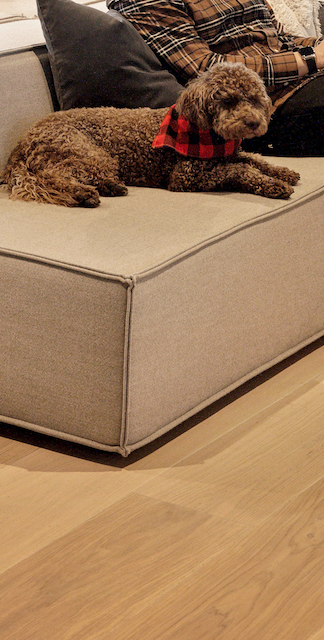 A curly-haired dog with a red and black checkered bandana lying on a beige sofa.