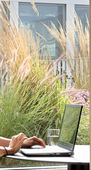 Person working on a laptop outdoors near tall grasses and pink flowers.