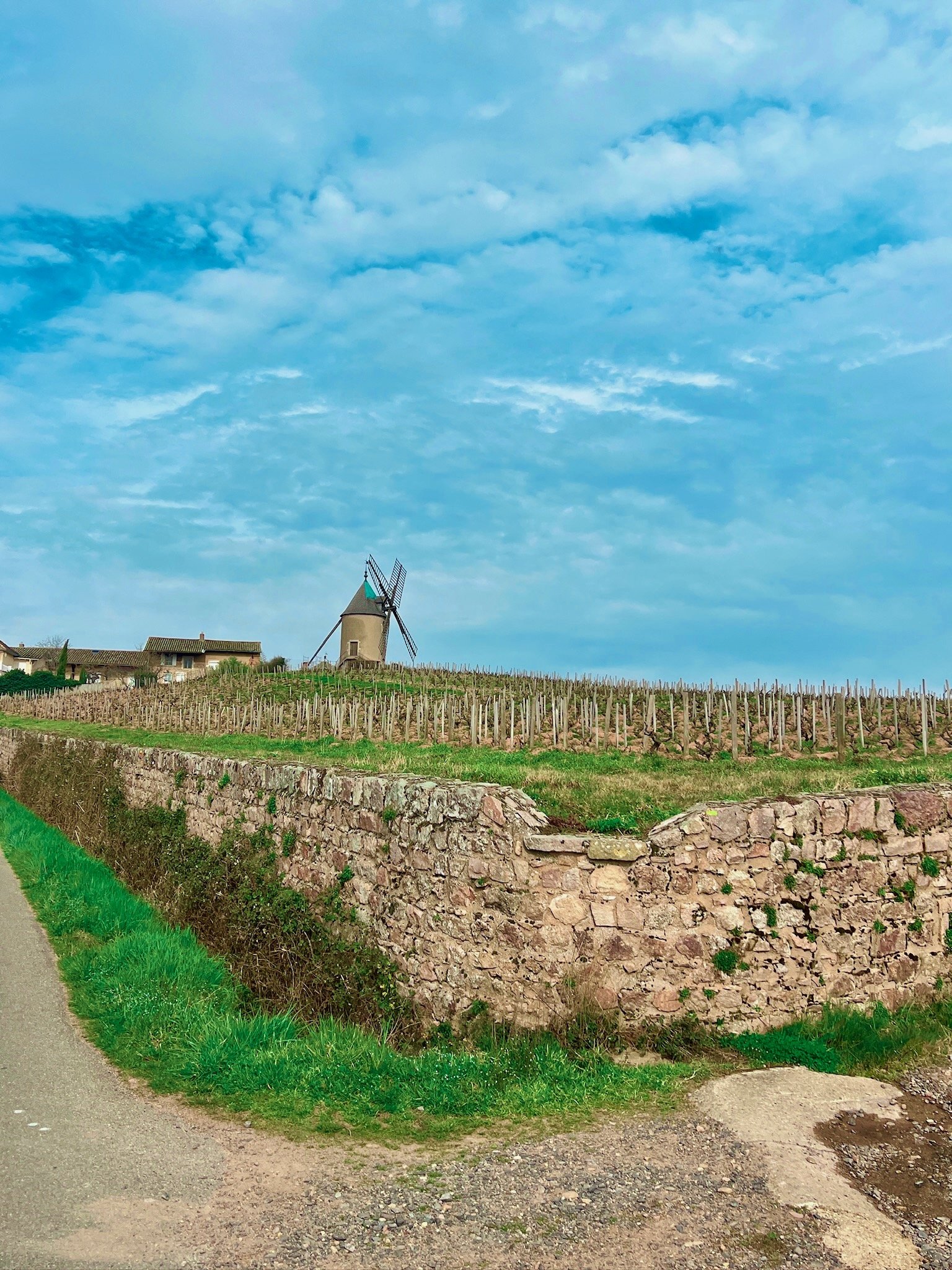 Moulin-a-vent vines of Beaujolais in the spring
