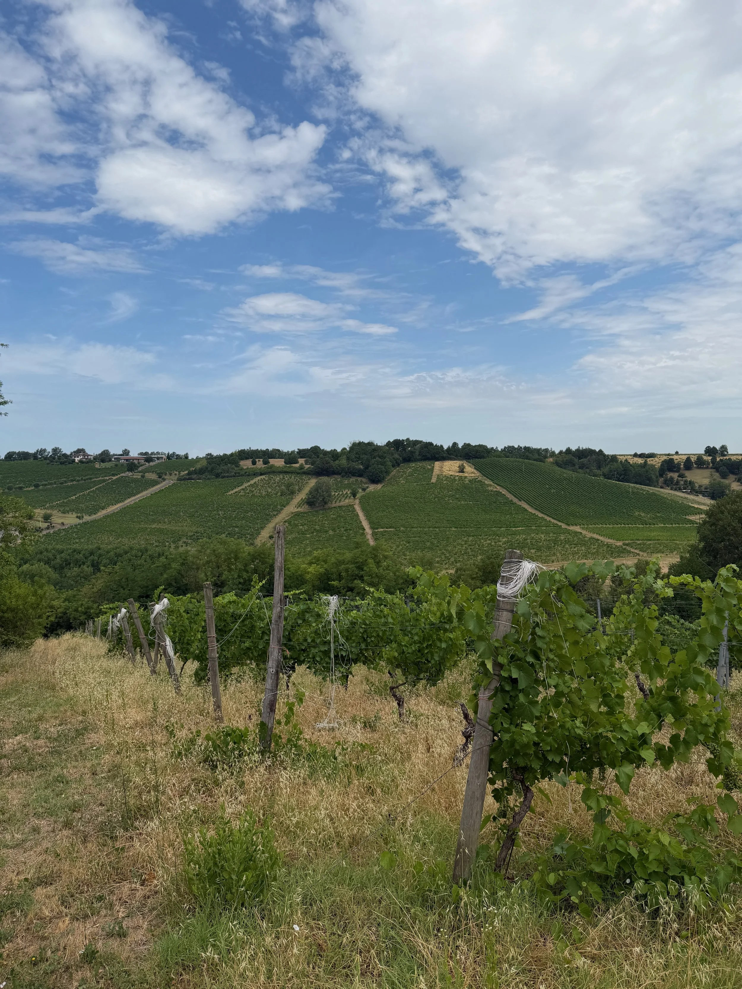 The rolling hills of Piemonte's vineyards