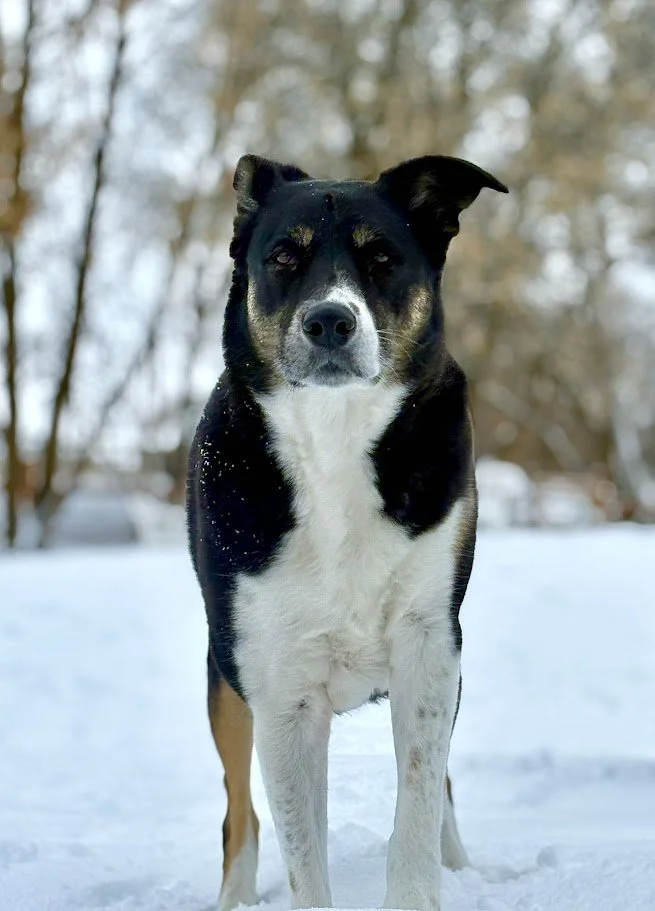 A black, white, and tan dog standing in snow with a blurred wintery background.