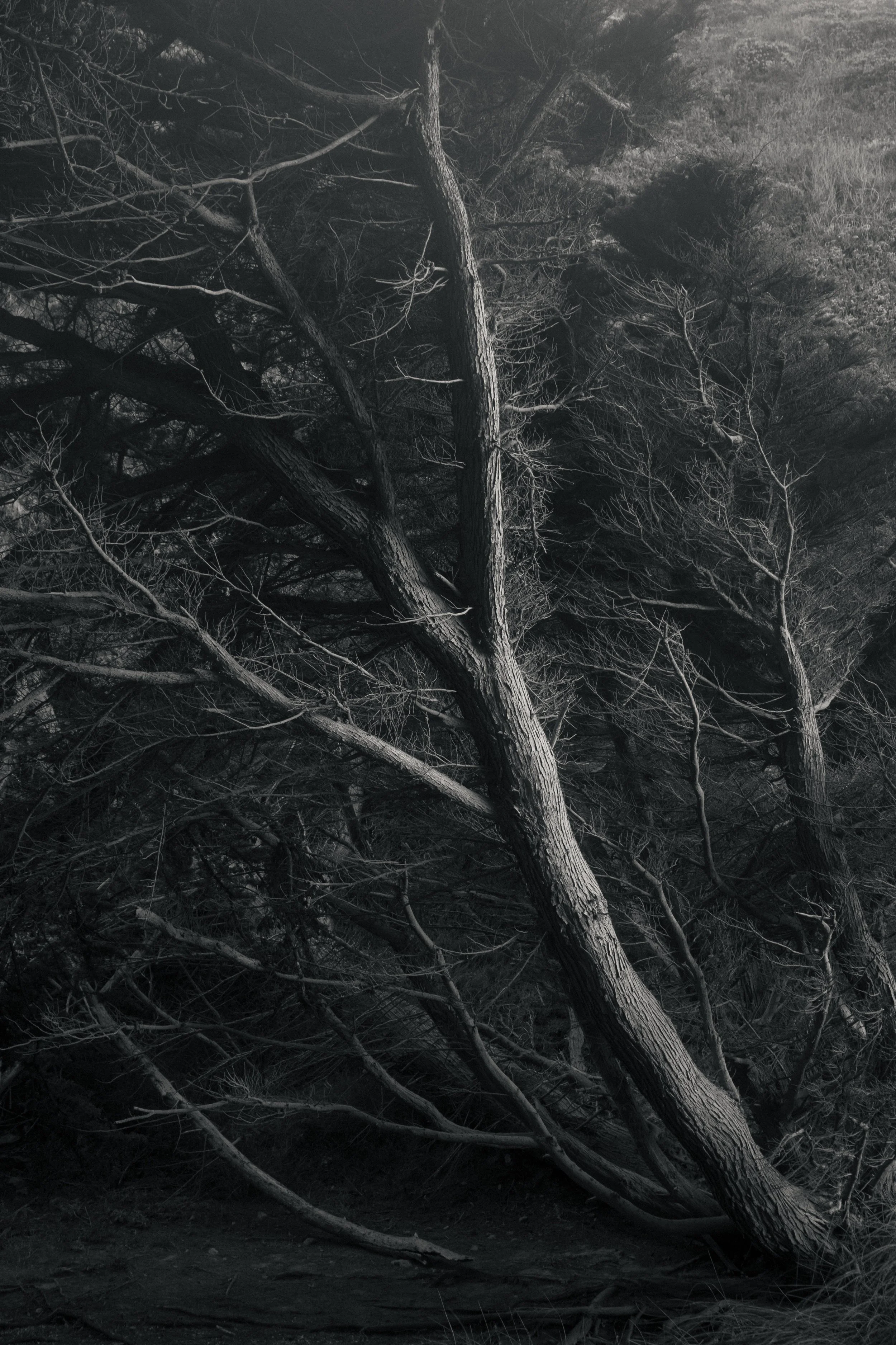 Monterey Cypress, Big Sur