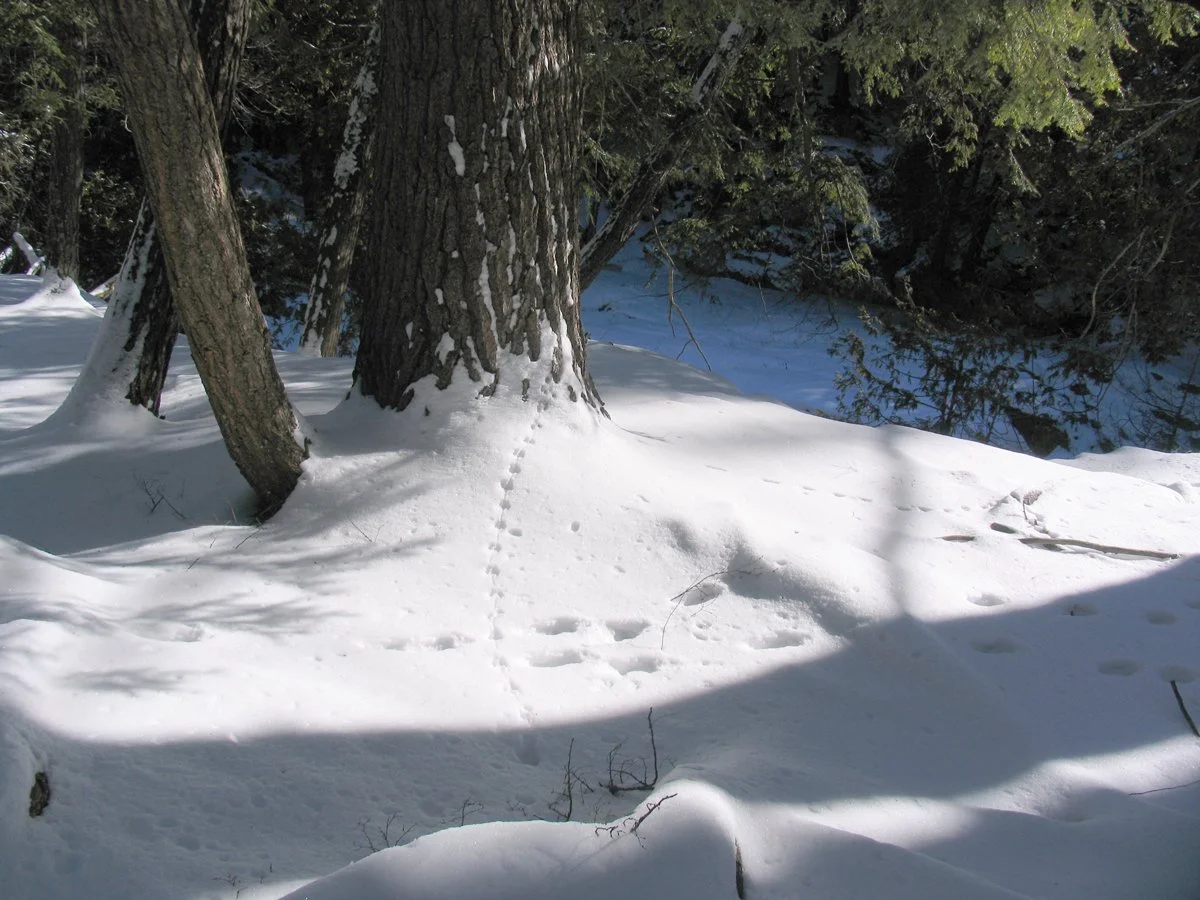 Making Tracks