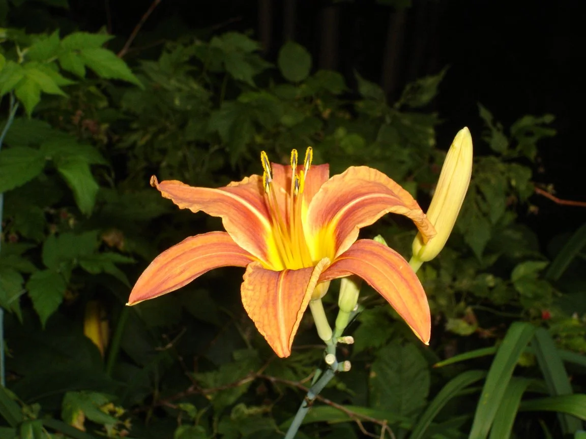 Day Lily