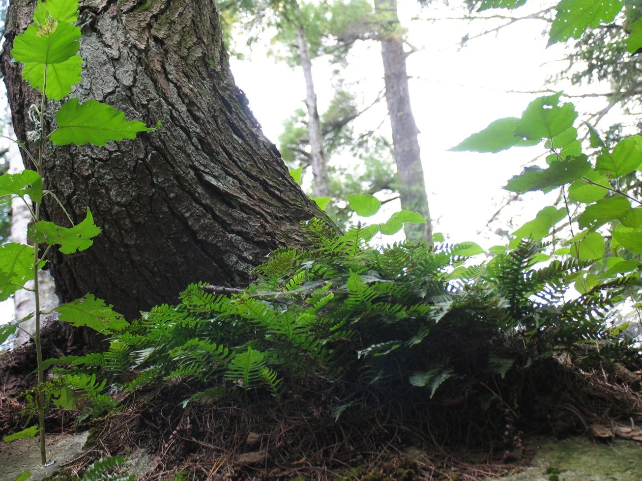 Tree & Fern