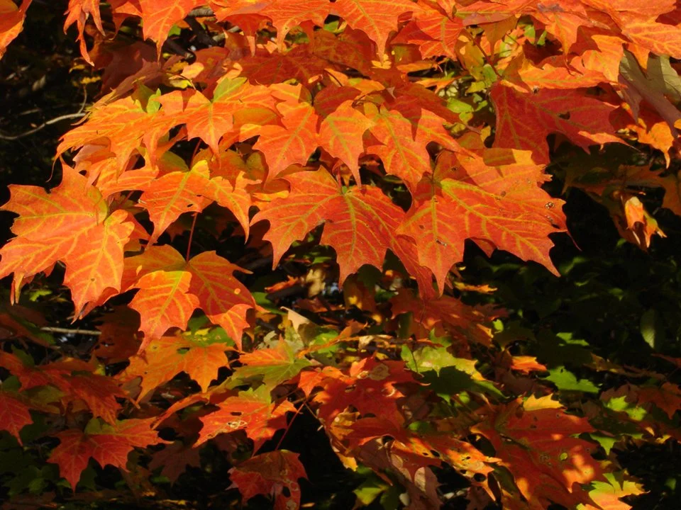 Vibrant Fall