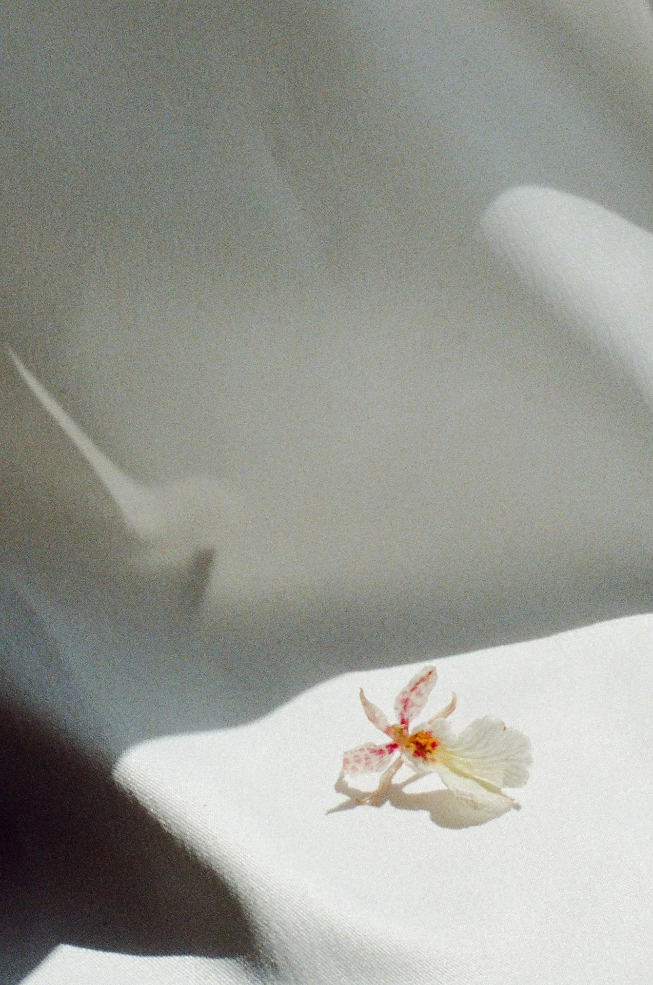 Walls-Trimble_Brooklyn-Boat_Film_Wedding_1.jpg