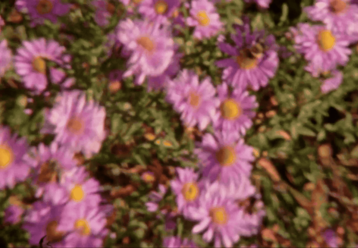Walls-Trimble_Super-8_Brooklyn00068908.gif
