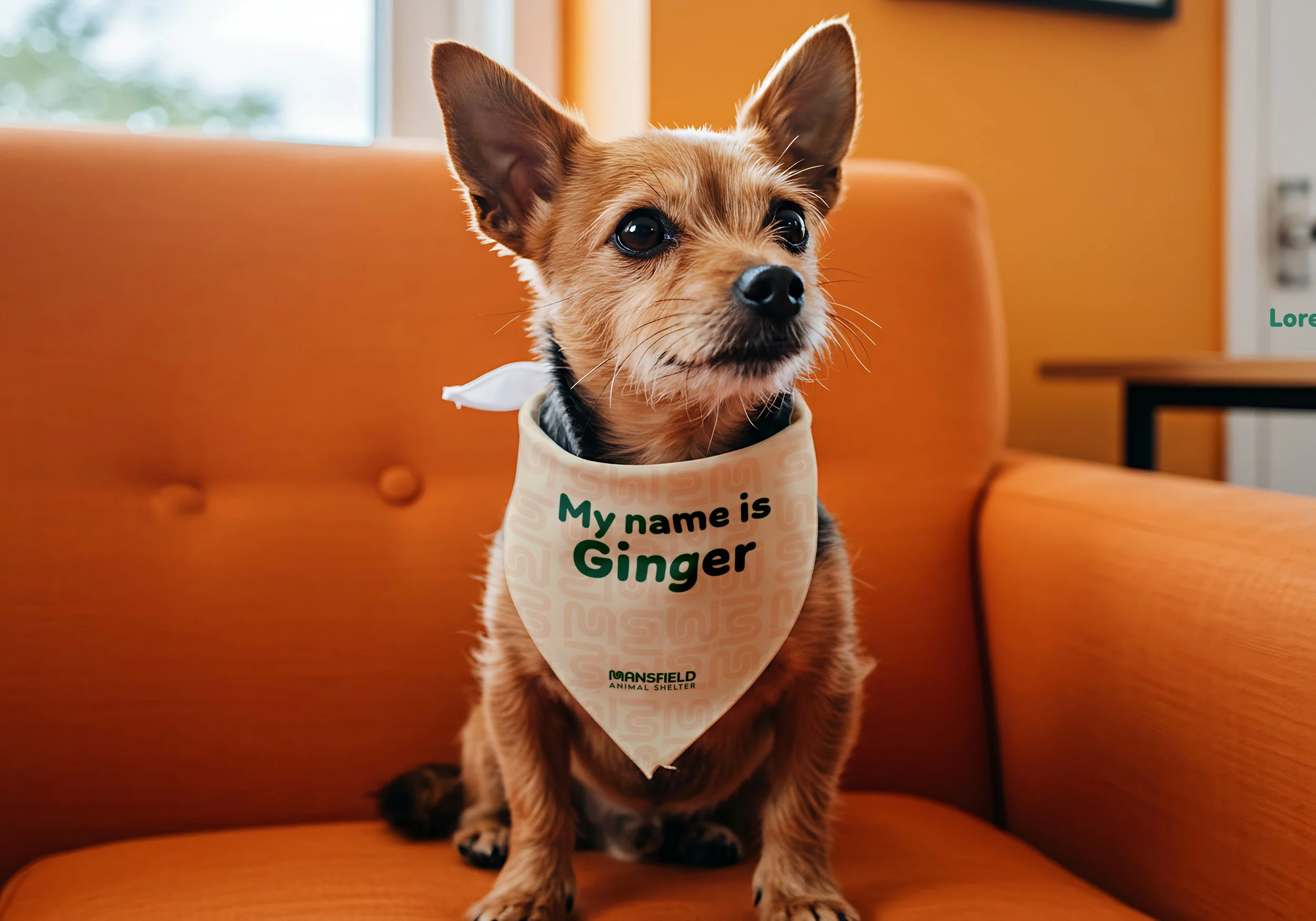 A small dog with large ears sitting on an orange couch, wearing a white bib that says 'My name is Ginger' with the logo of Hensfield Animal Shelter.