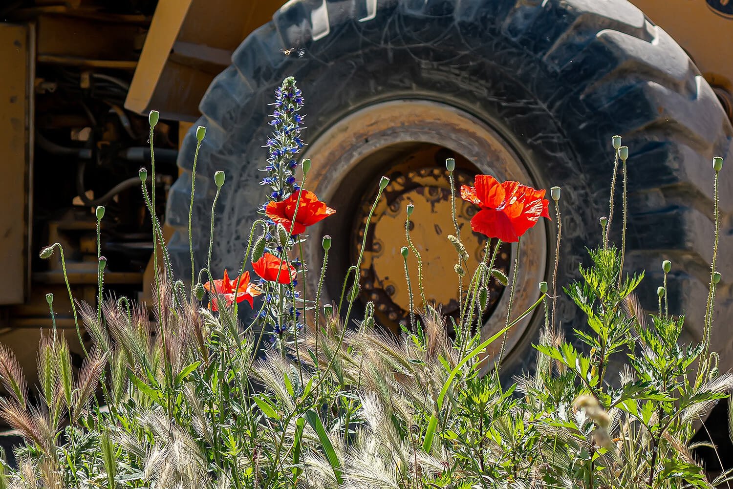 Wildflowers, including red poppies and blue flowering plants, growing in front of a large, off-road vehicle tire.