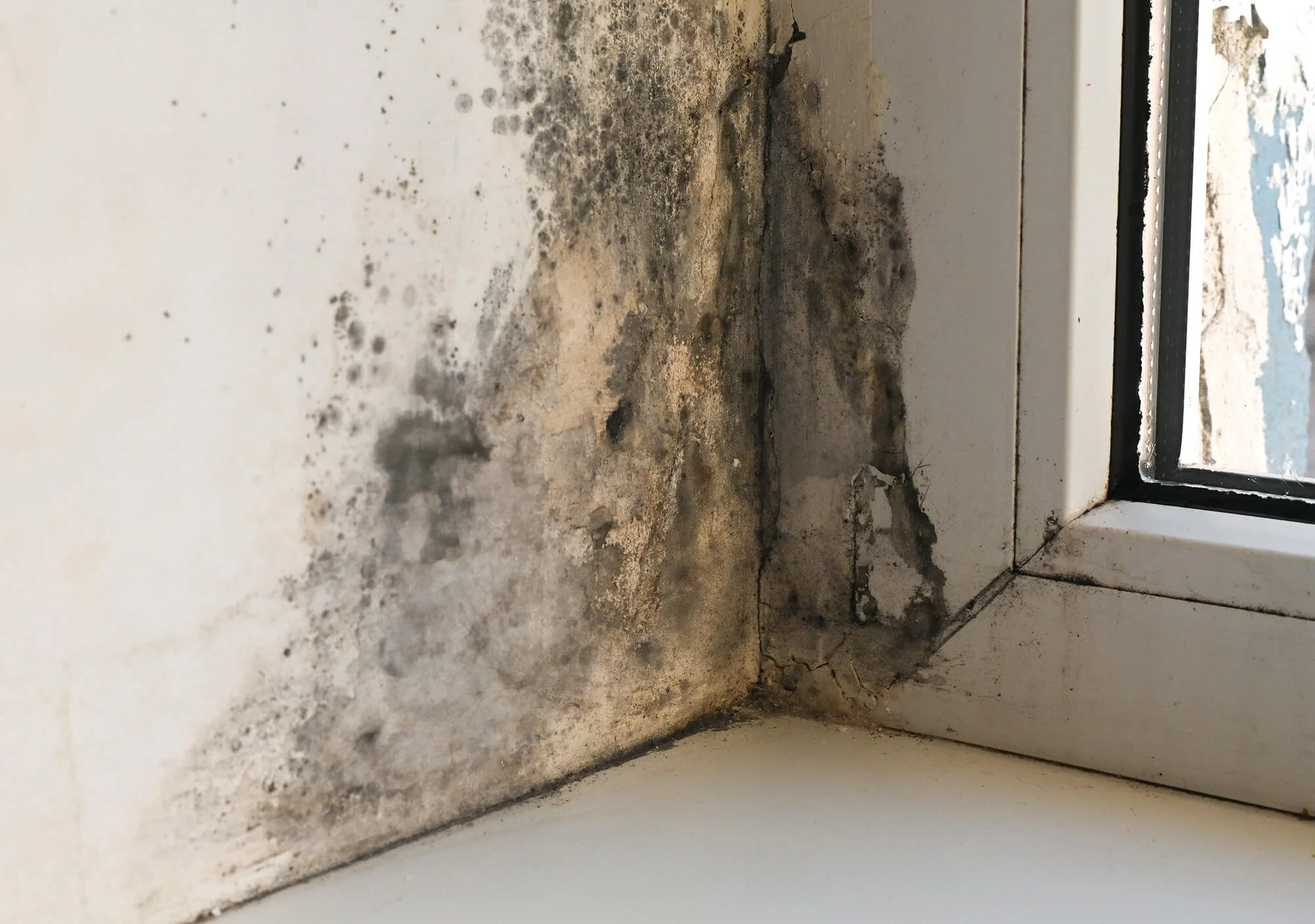 Dirty and moldy window sill with black mold and dust buildup at the edges.