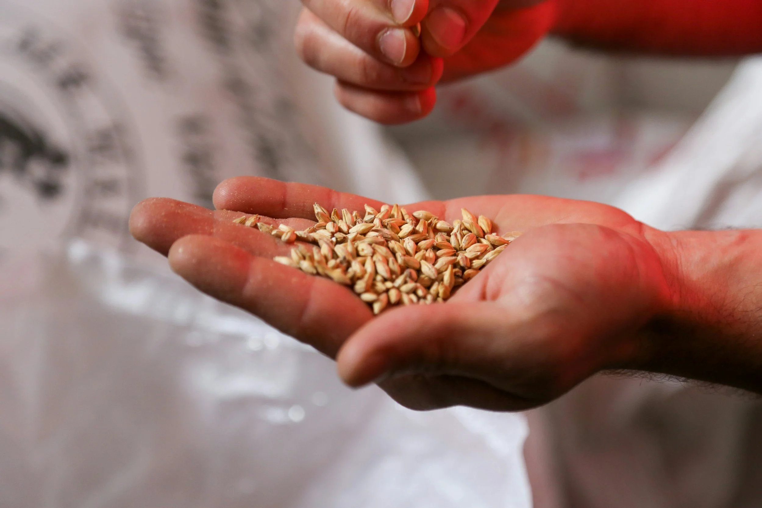 Wheat, the Gut Lining, the Microbiome and Glyphosate