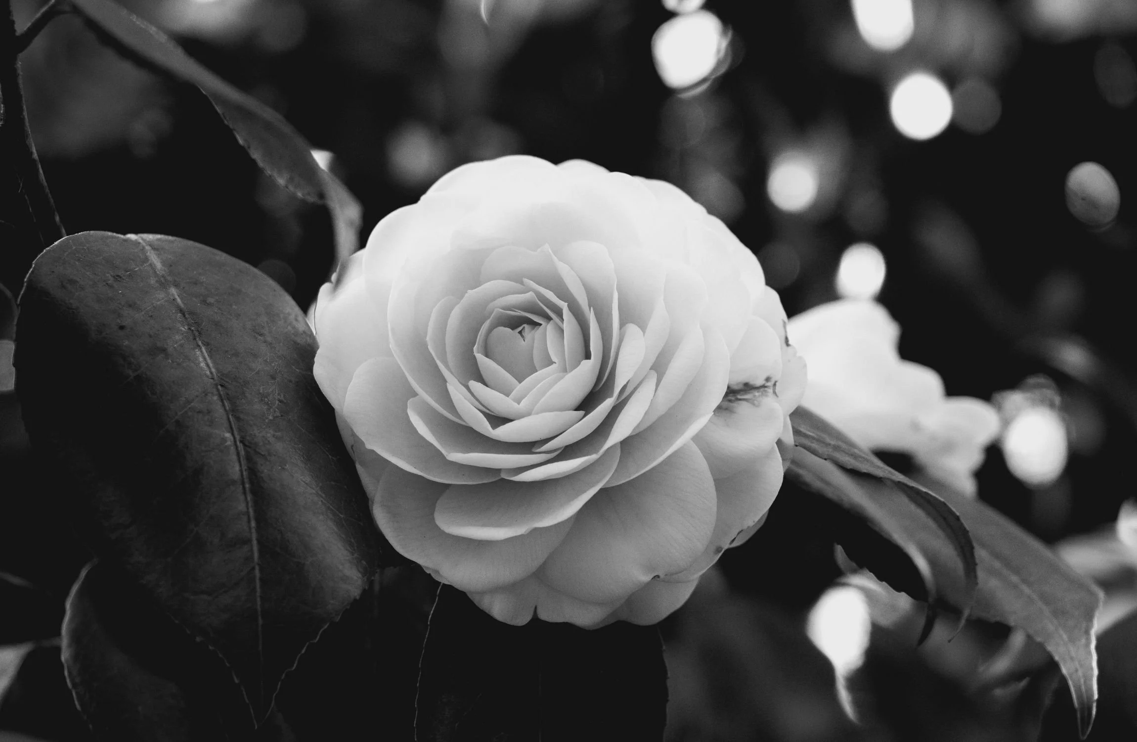 Black and white photo of a camellia flower on a branch with leaves, blooming amidst foliage in the background.