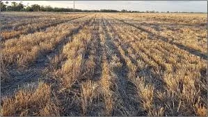 A harvested wheat field with rows of cut wheat stalks and a clear sky in the background.
