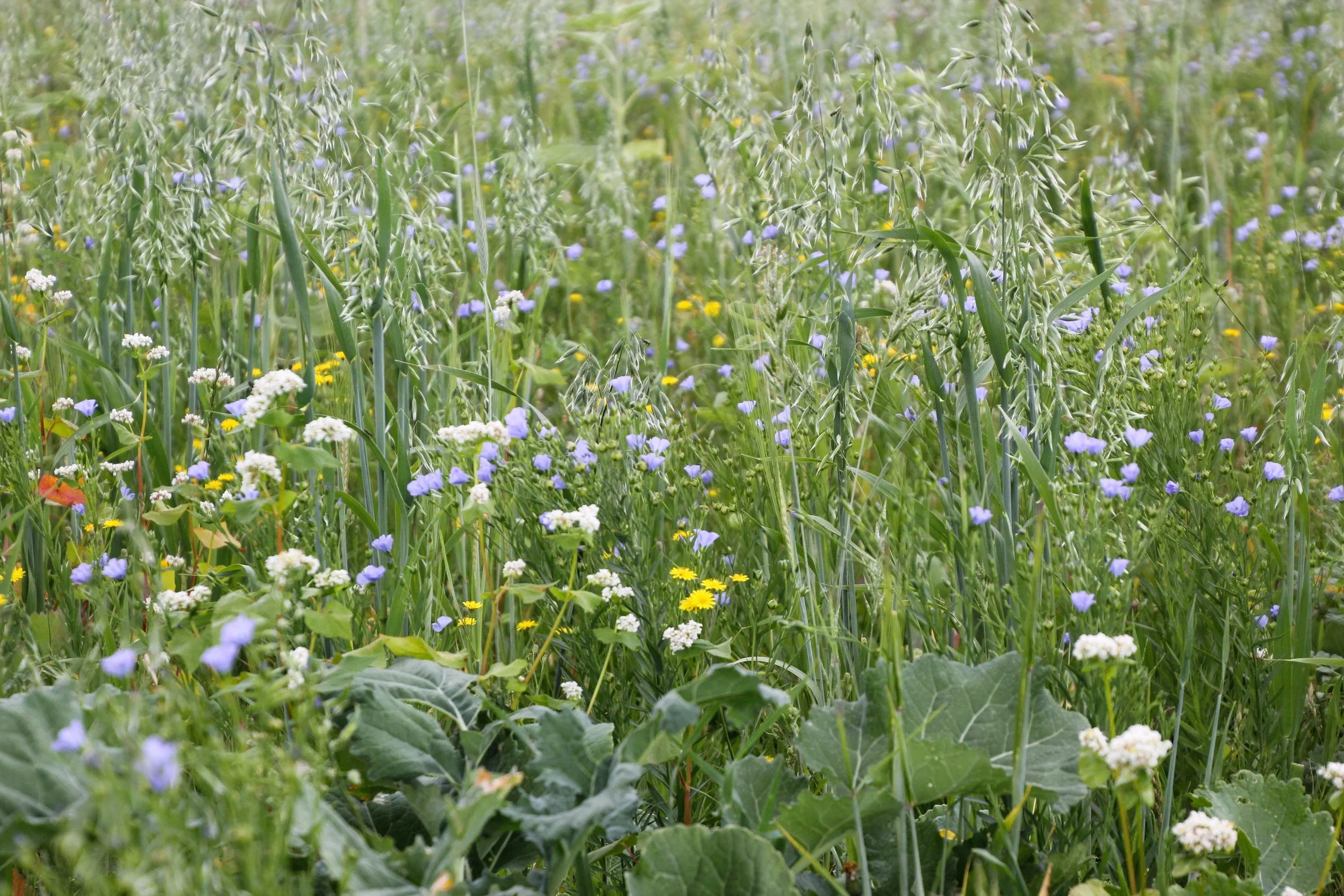 A field of green plants and grass with small white and purple flowers growing amidst the lush foliage.