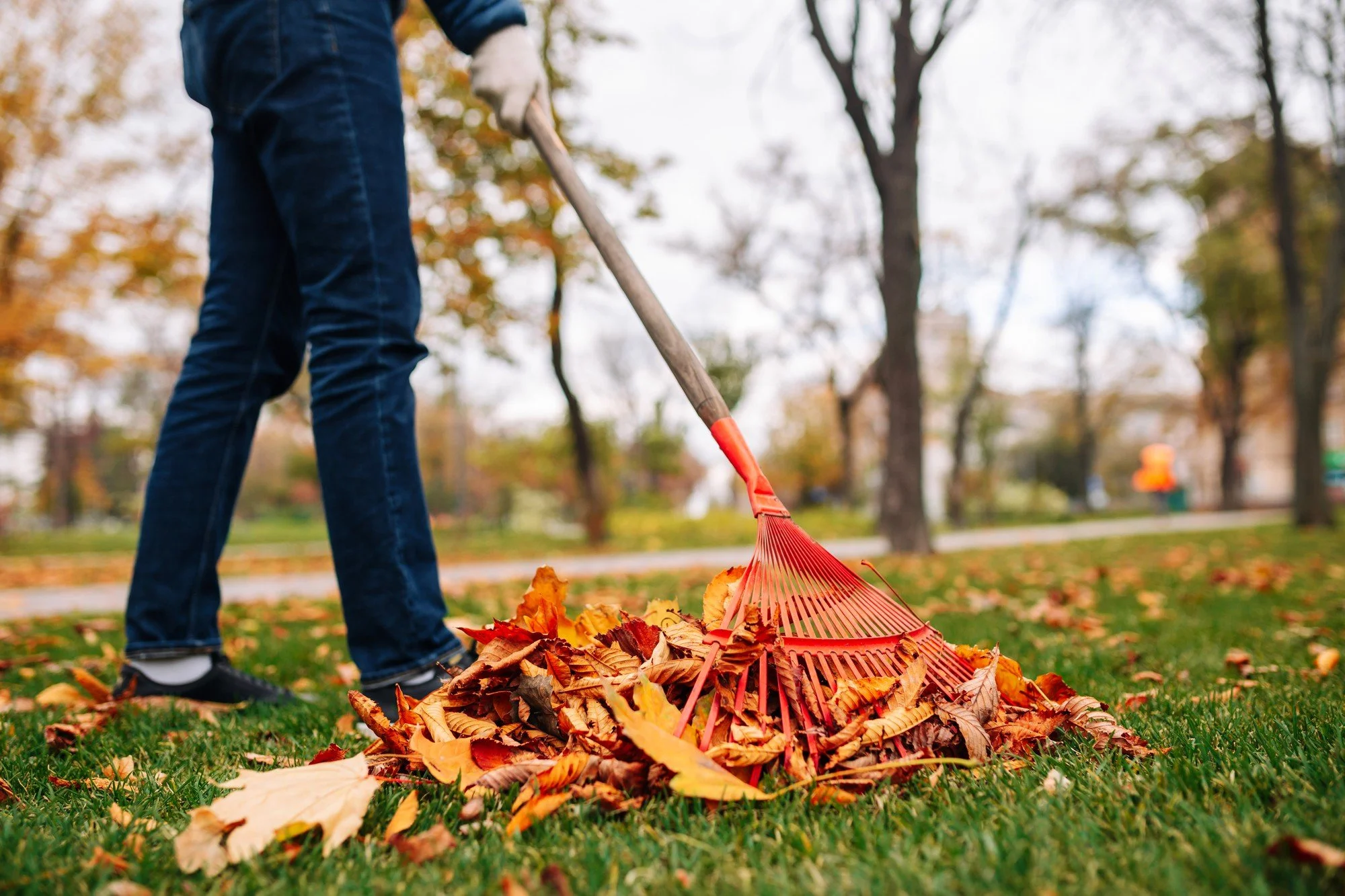 Person raking fallen autumn leaves in a park with trees and cloudy sky in the background.