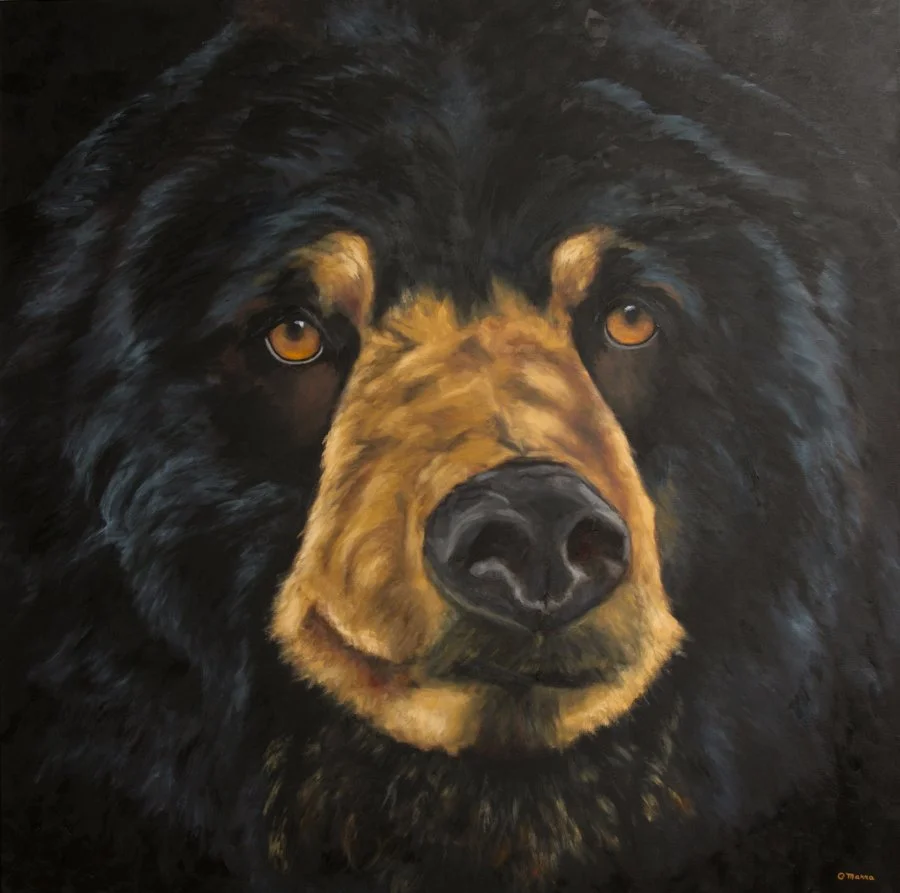 Close-up painting of a black and brown bear staring forward with golden eyes.