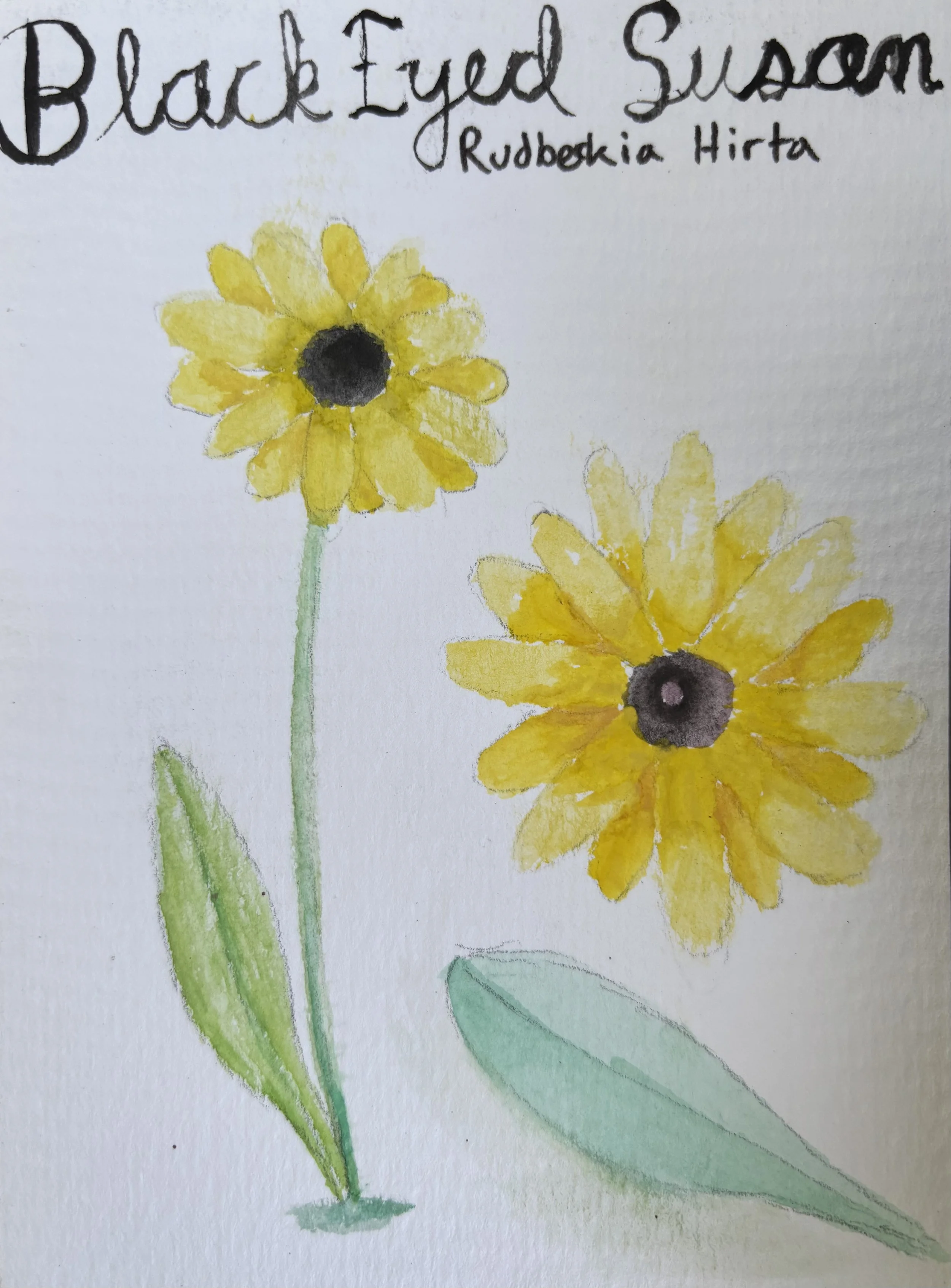 Watercolor painting of yellow daisies with green leaves and stems, with handwritten text 'Black Eyed Susan' and 'Rudbeckia Hirta' at the top.