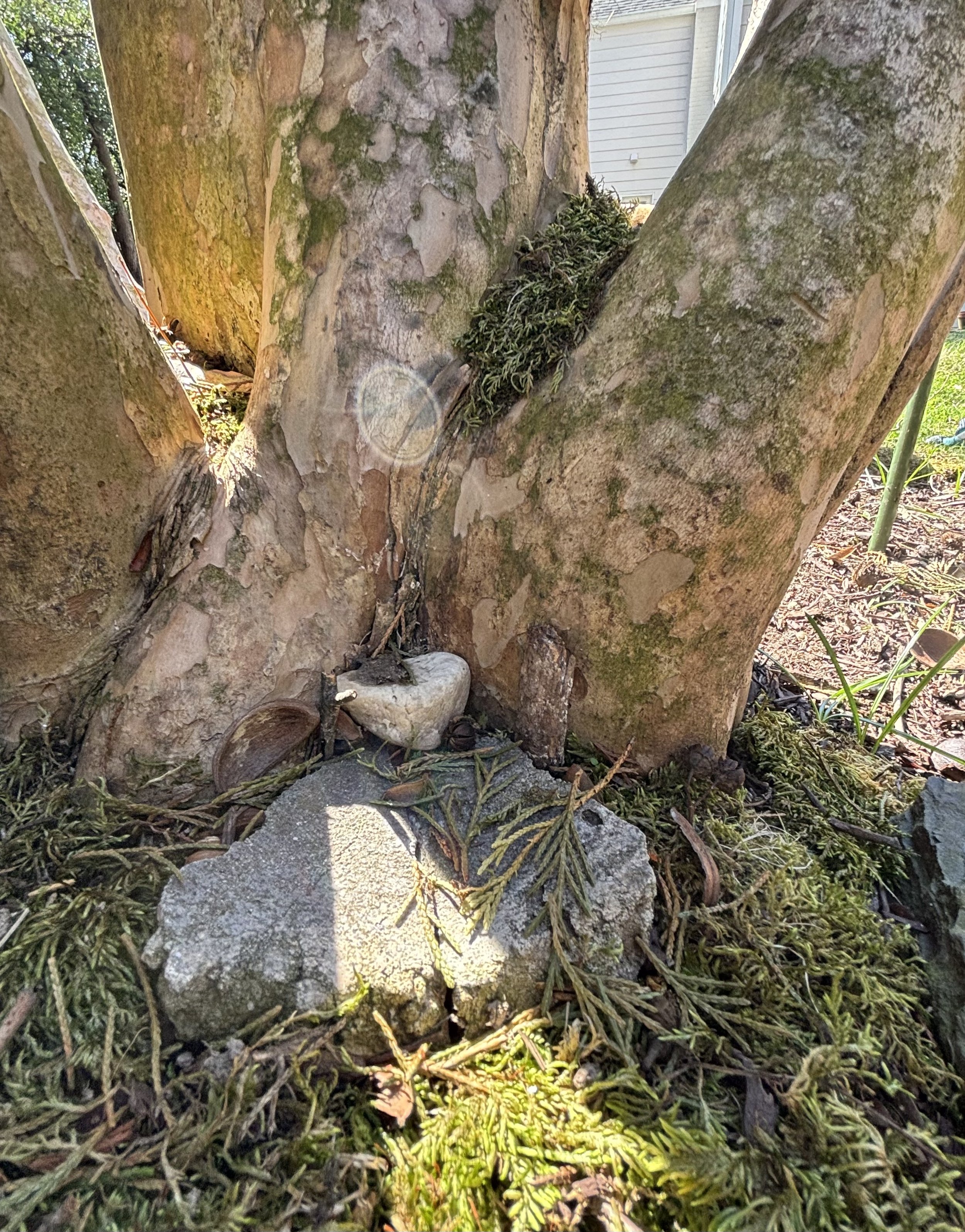 Close-up of tree trunk with moss and small plants growing on it, with a stone on the ground and a building in the background.