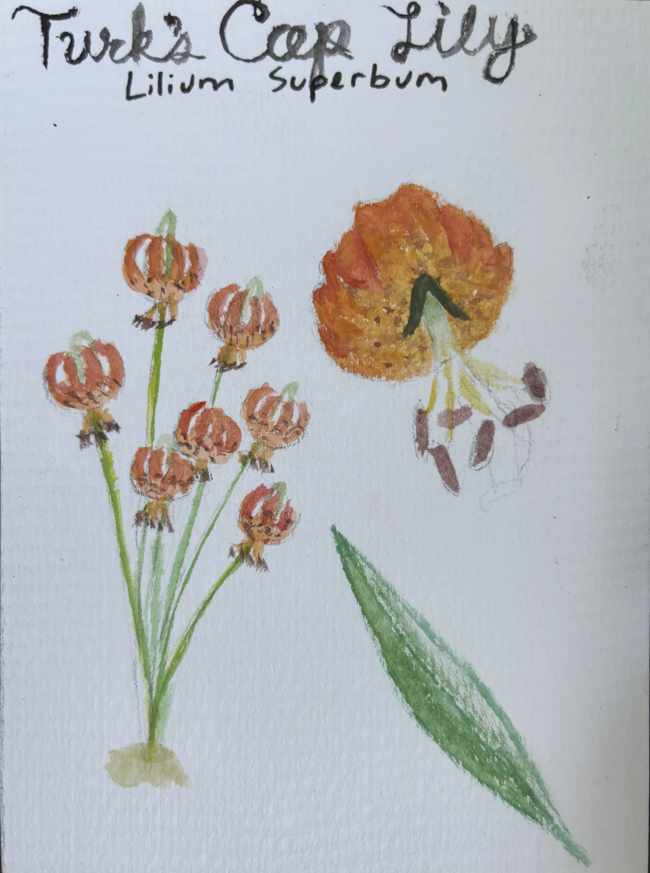 A watercolor illustration of orange pumpkins with green stems and a single large green leaf. Handwritten text at the top reads 'Tuck's Cap Lilly' and 'Lilium superbum'.
