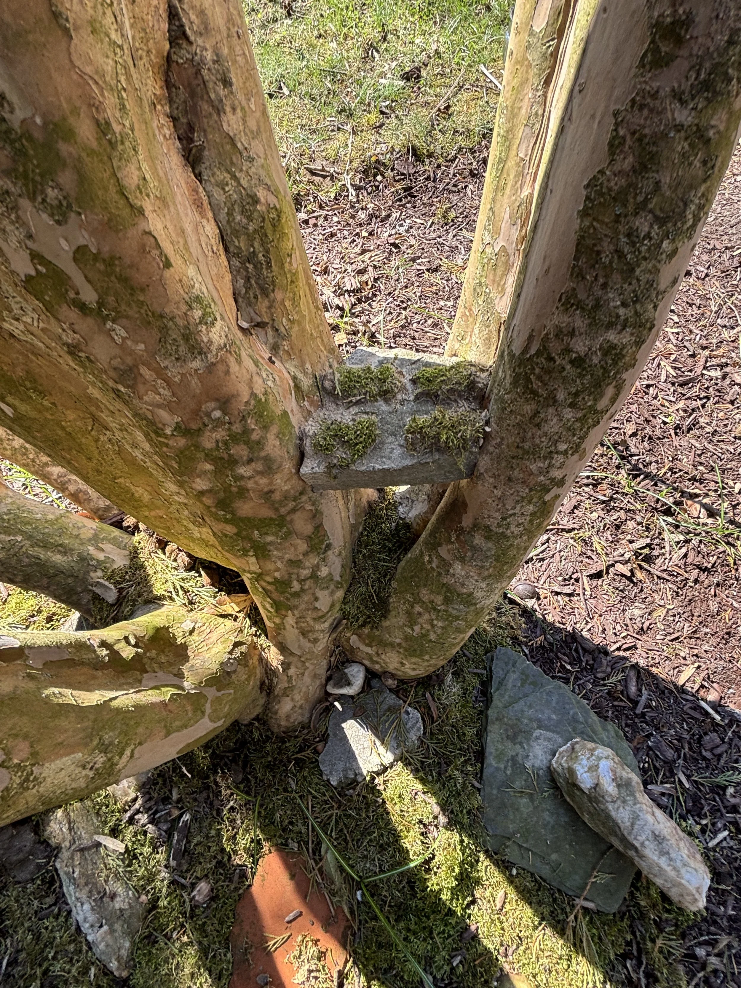 Close-up of a tree with two trunks, moss, and a small stone at the base, surrounded by grass and rocks.