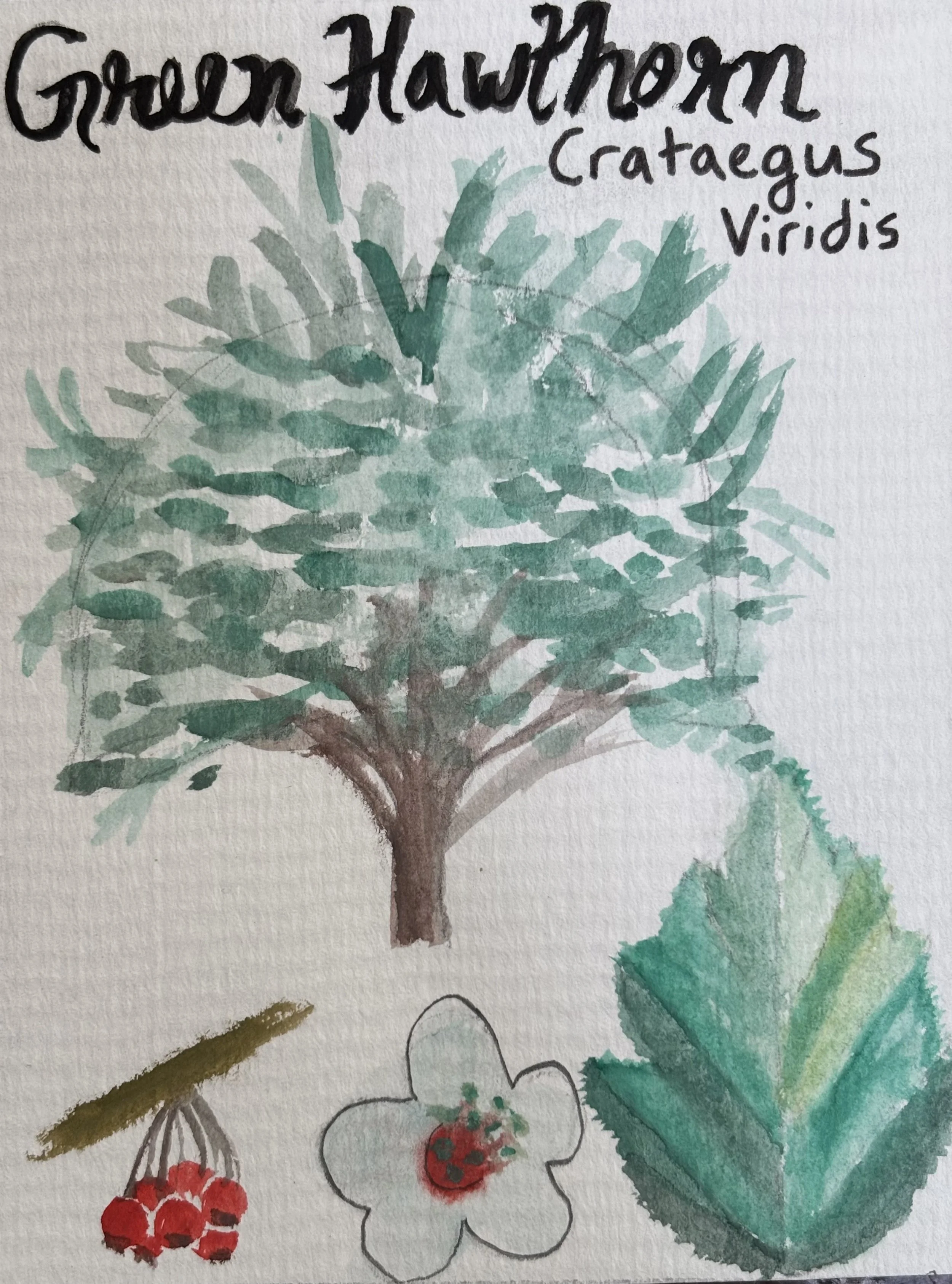 Watercolor painting of a green shrub or small tree with brown trunk, red berries hanging from the branches, and a white flower with a red center. The image includes handwritten text "Grown Hawthorn Crataegus Viridis" at the top.
