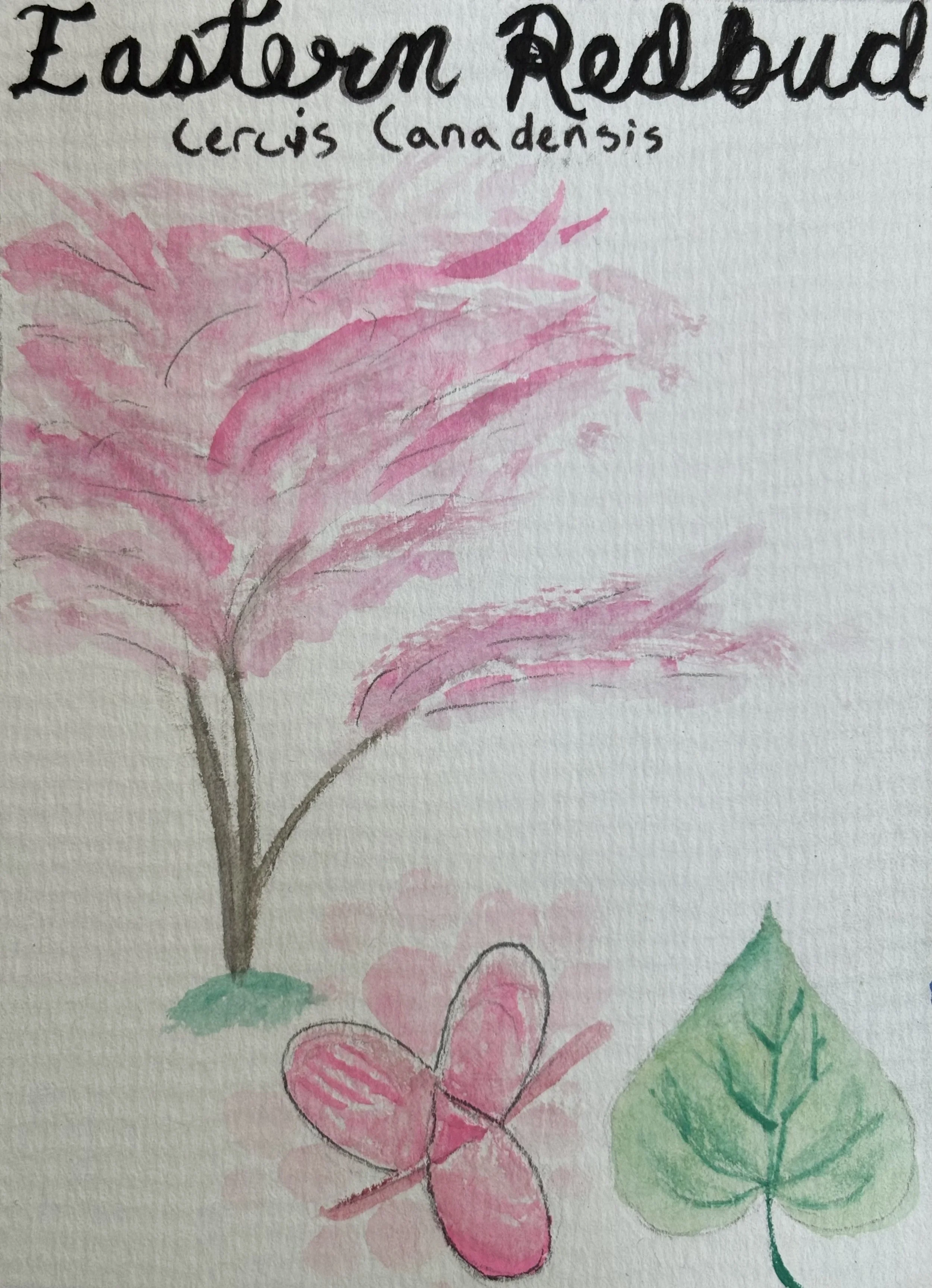 Handmade drawing of a pink flower with segmented petals, green stem, and green leaves on textured white paper. The drawing includes handwritten labels.
